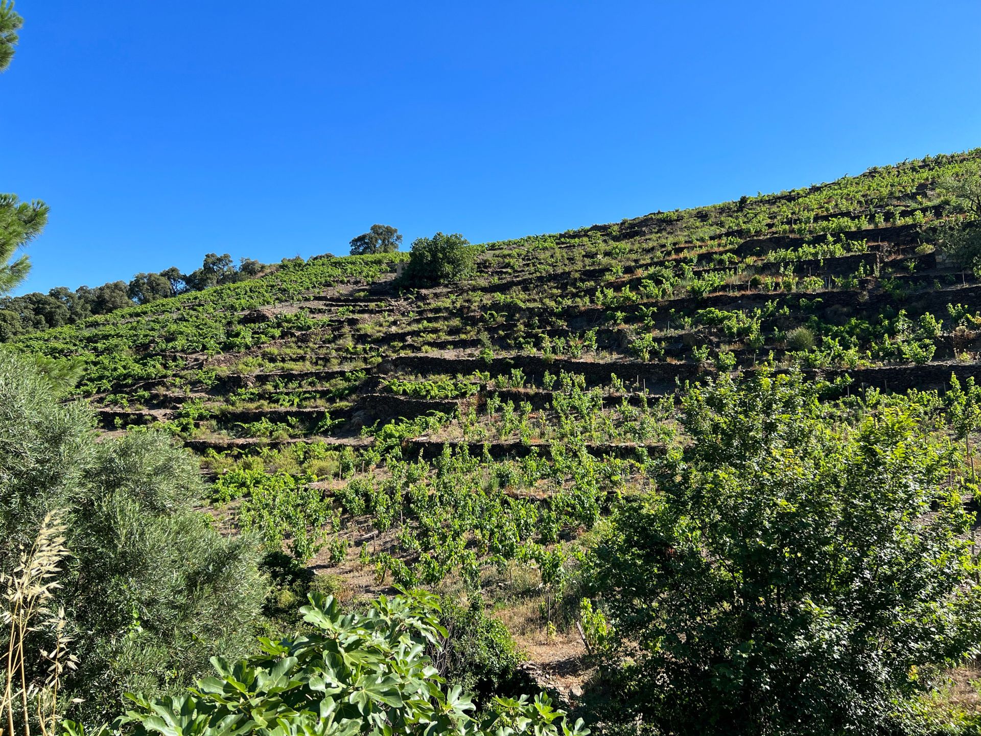 Huis in Collioure, Occitanië 10998021