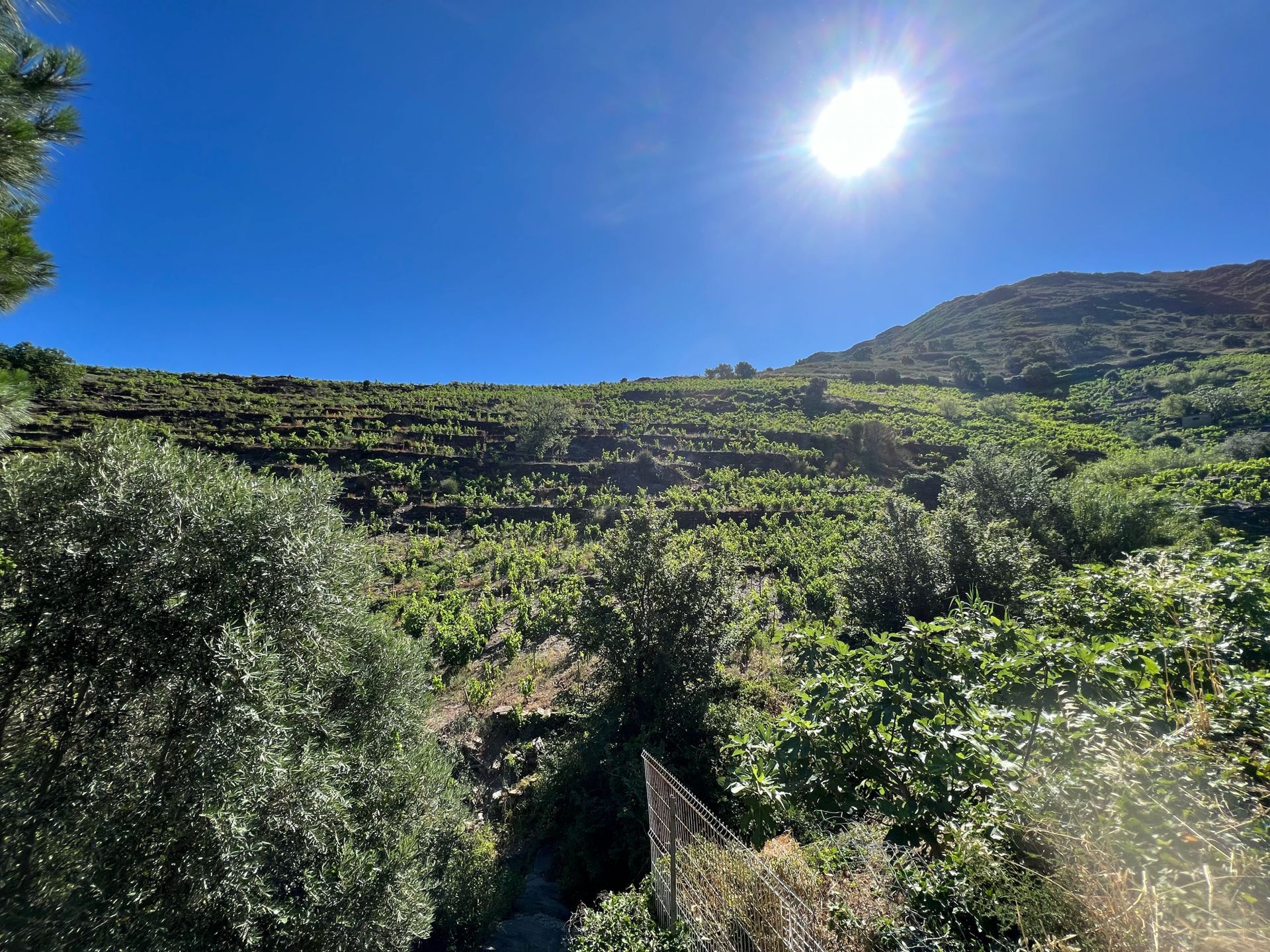 Talo sisään Collioure, Occitanie 10998021