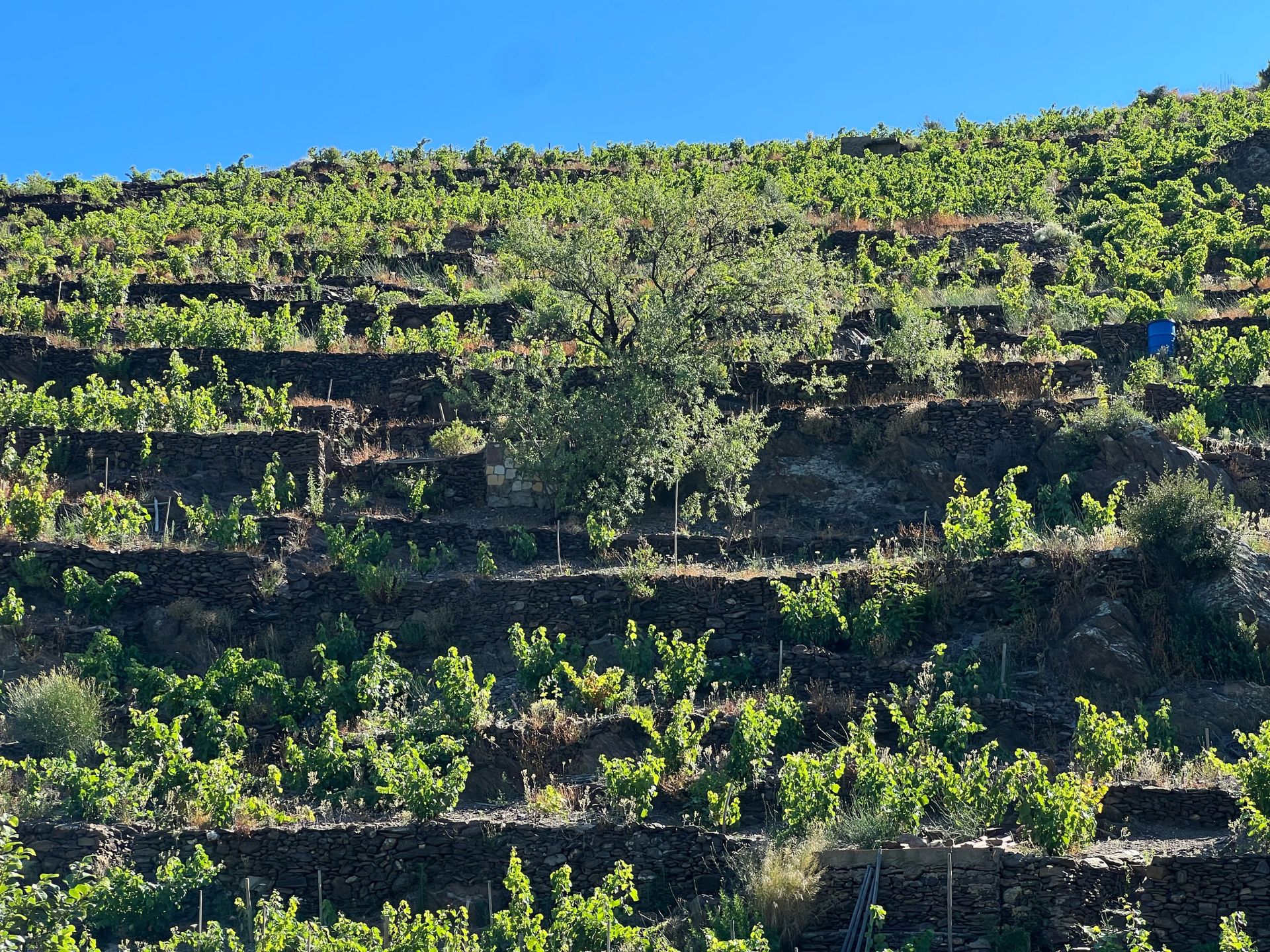 Hus i Collioure, Occitanie 10998021