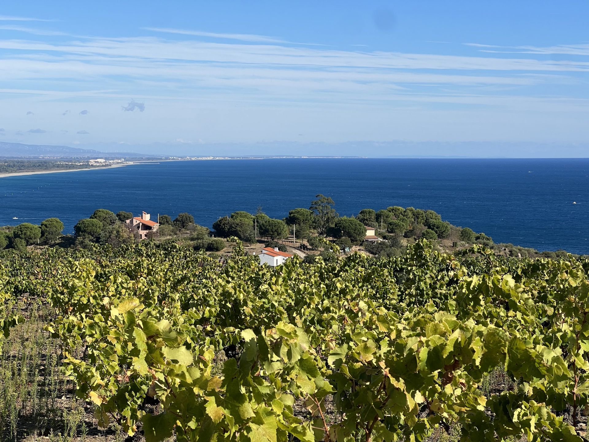 Huis in Collioure, Occitanië 10998156