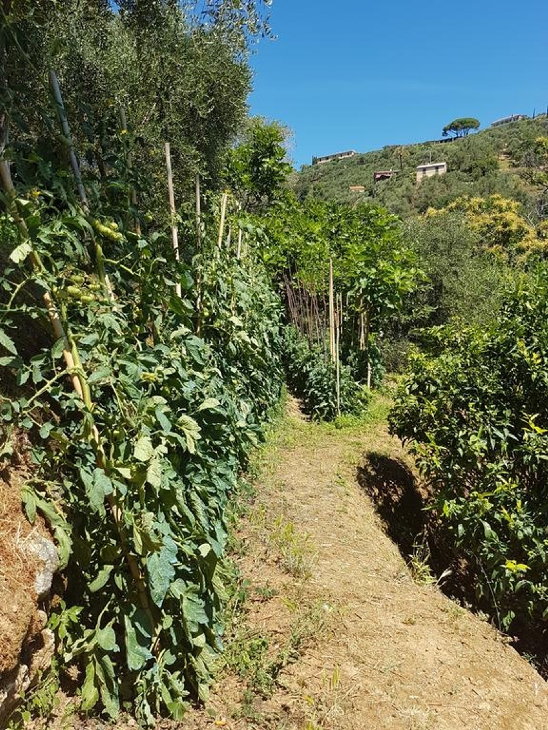 Hus i Santa Margherita Ligure, Liguria 11000176