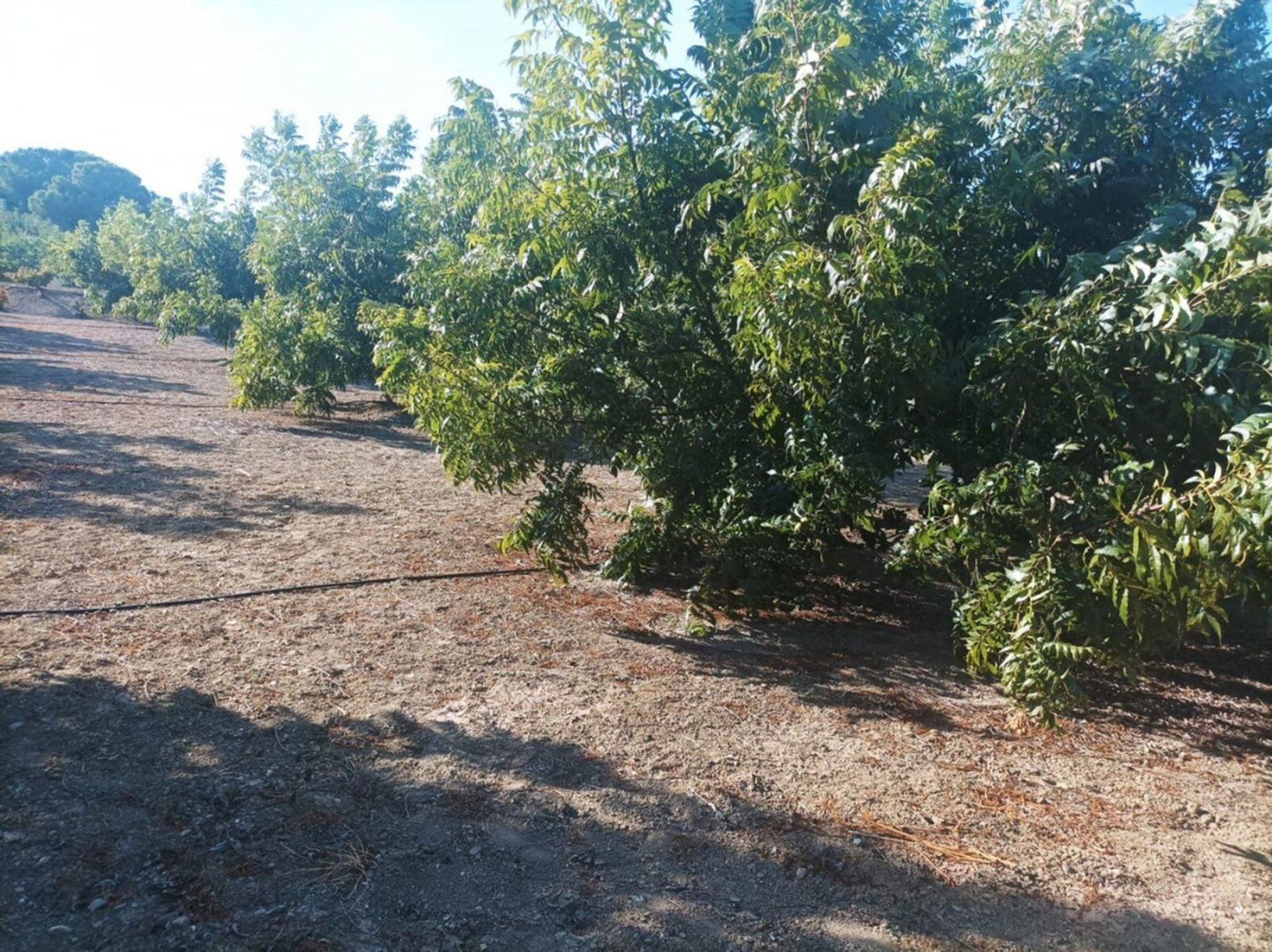 Talo sisään Alhaurín el Grande, Andalusia 11003815