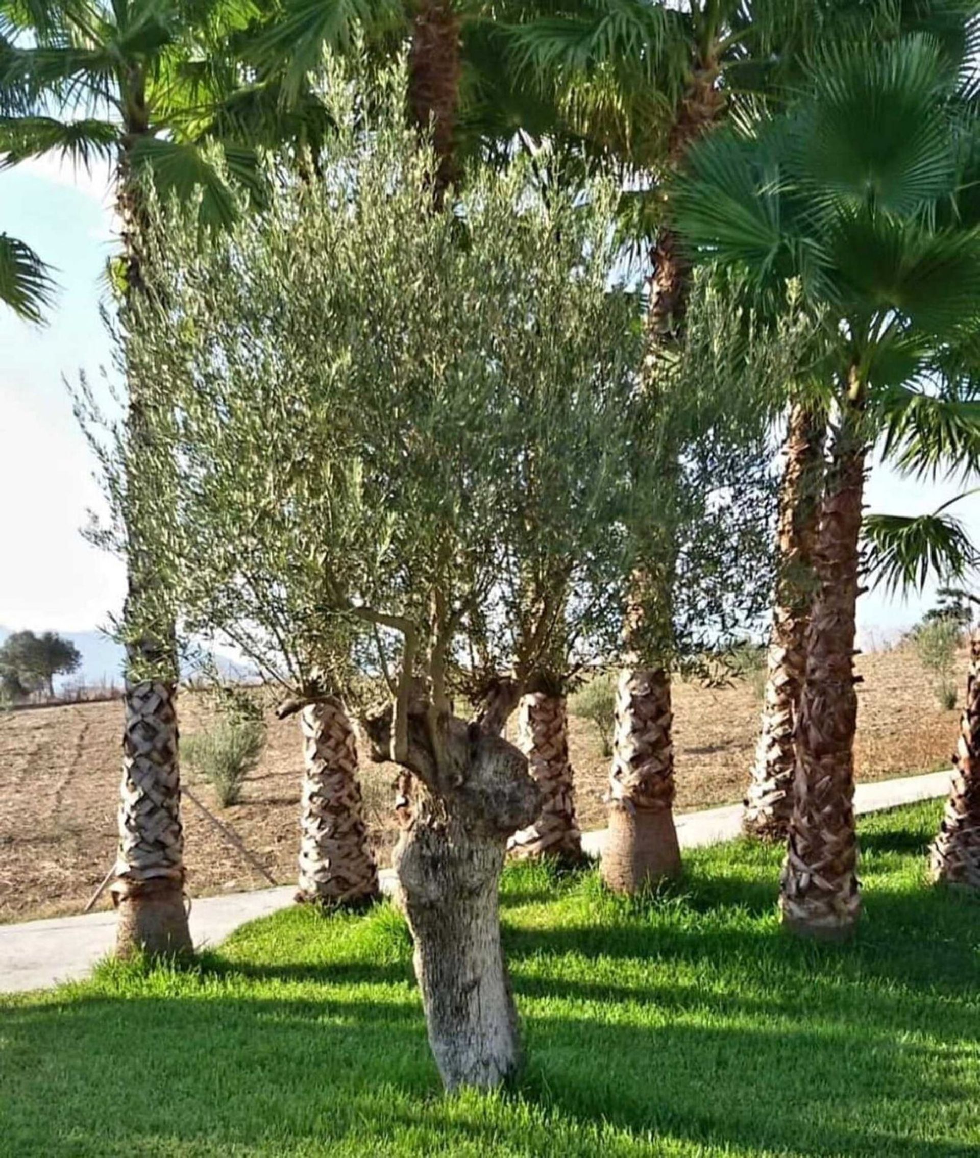 rumah dalam Coín, Andalusia 11004443