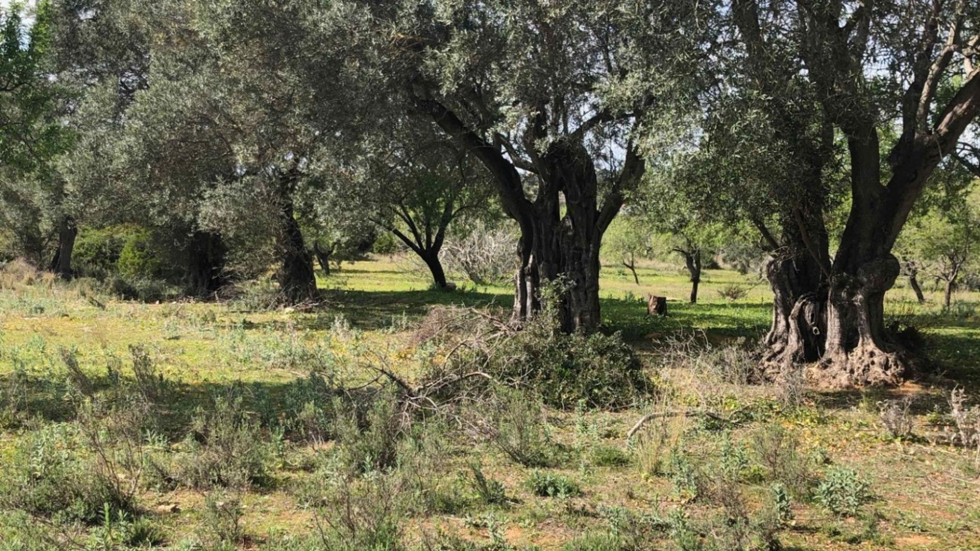 Land in Loulé, Faro District 11043128