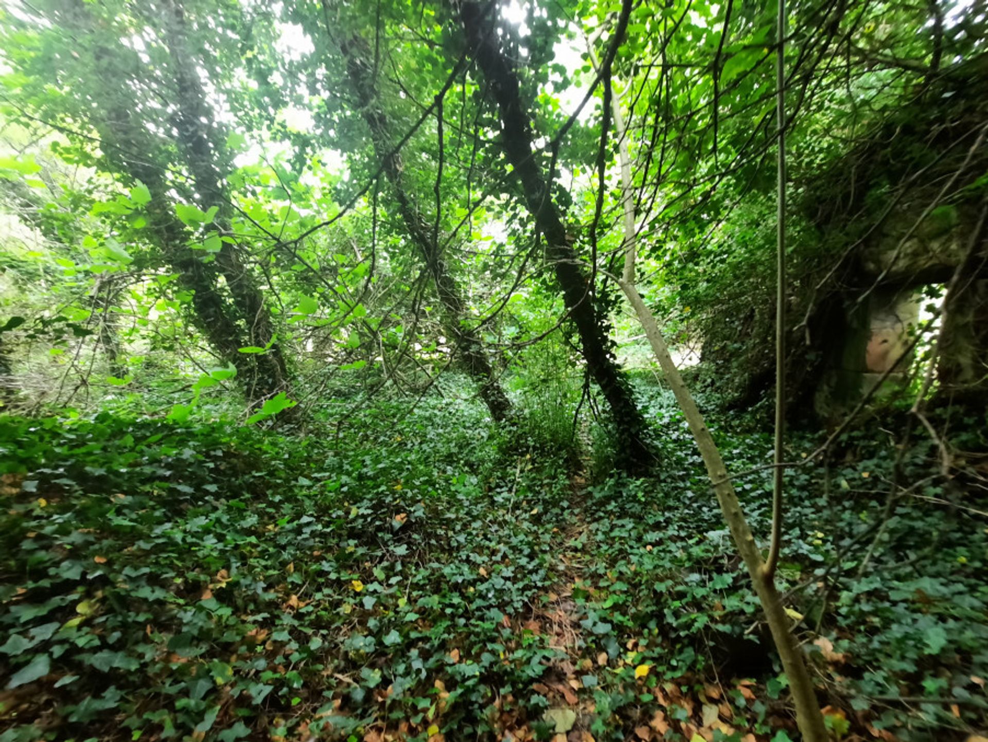 σπίτι σε Lachapelle, Nouvelle-Aquitaine 11044375