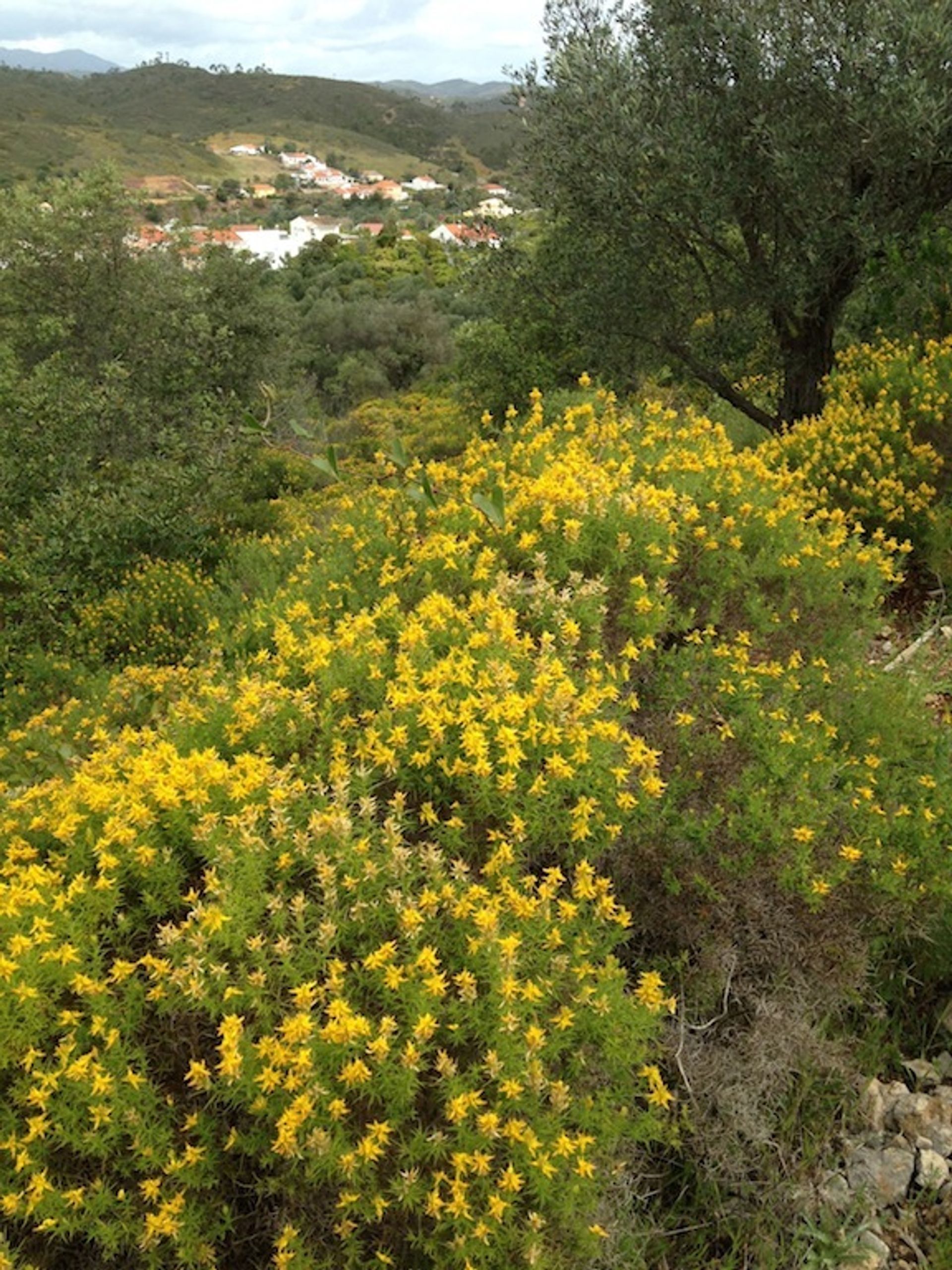 Talo sisään Silves, Faro District 11044753