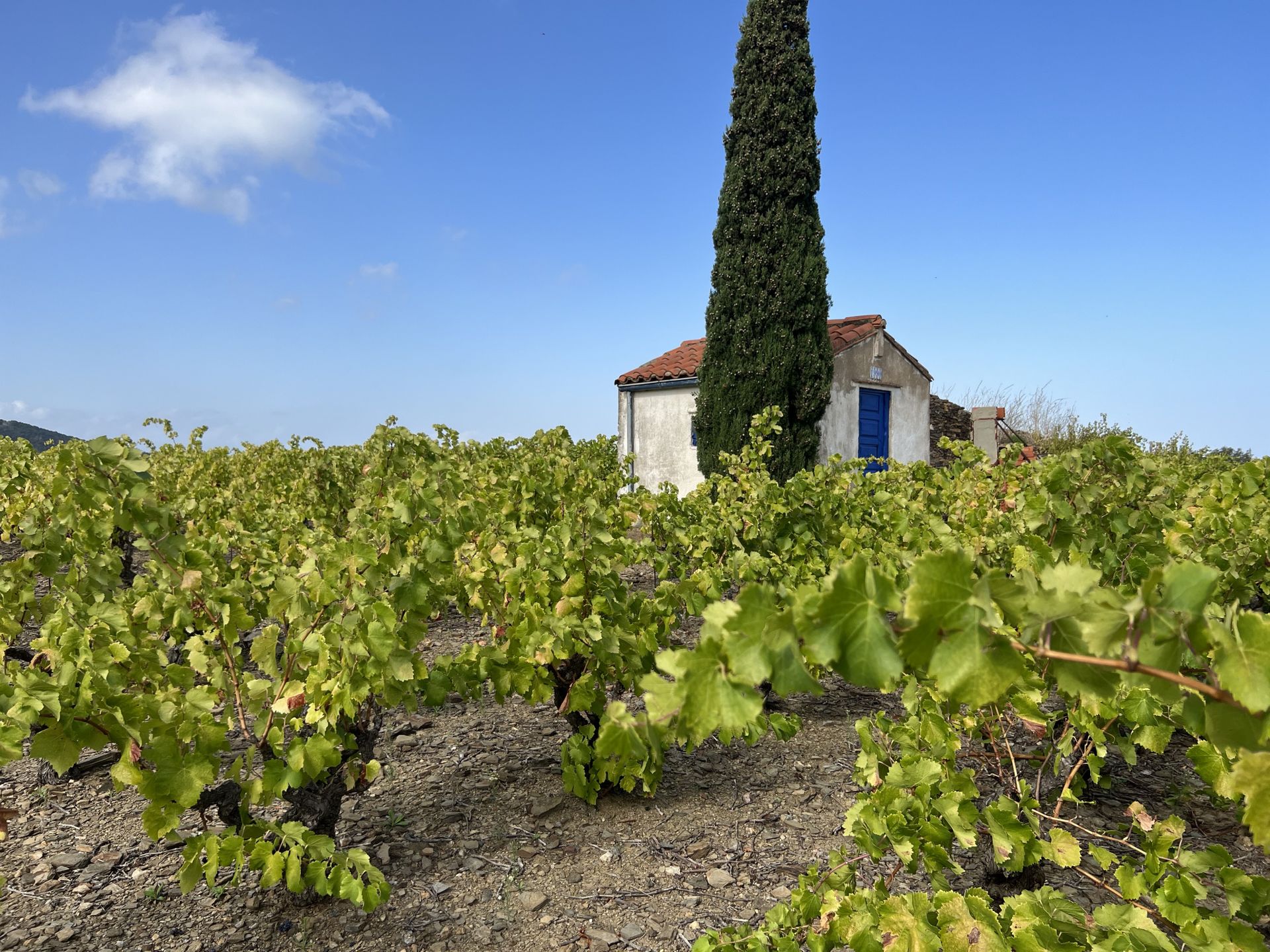 Dom w Collioure, Oksytania 11049517