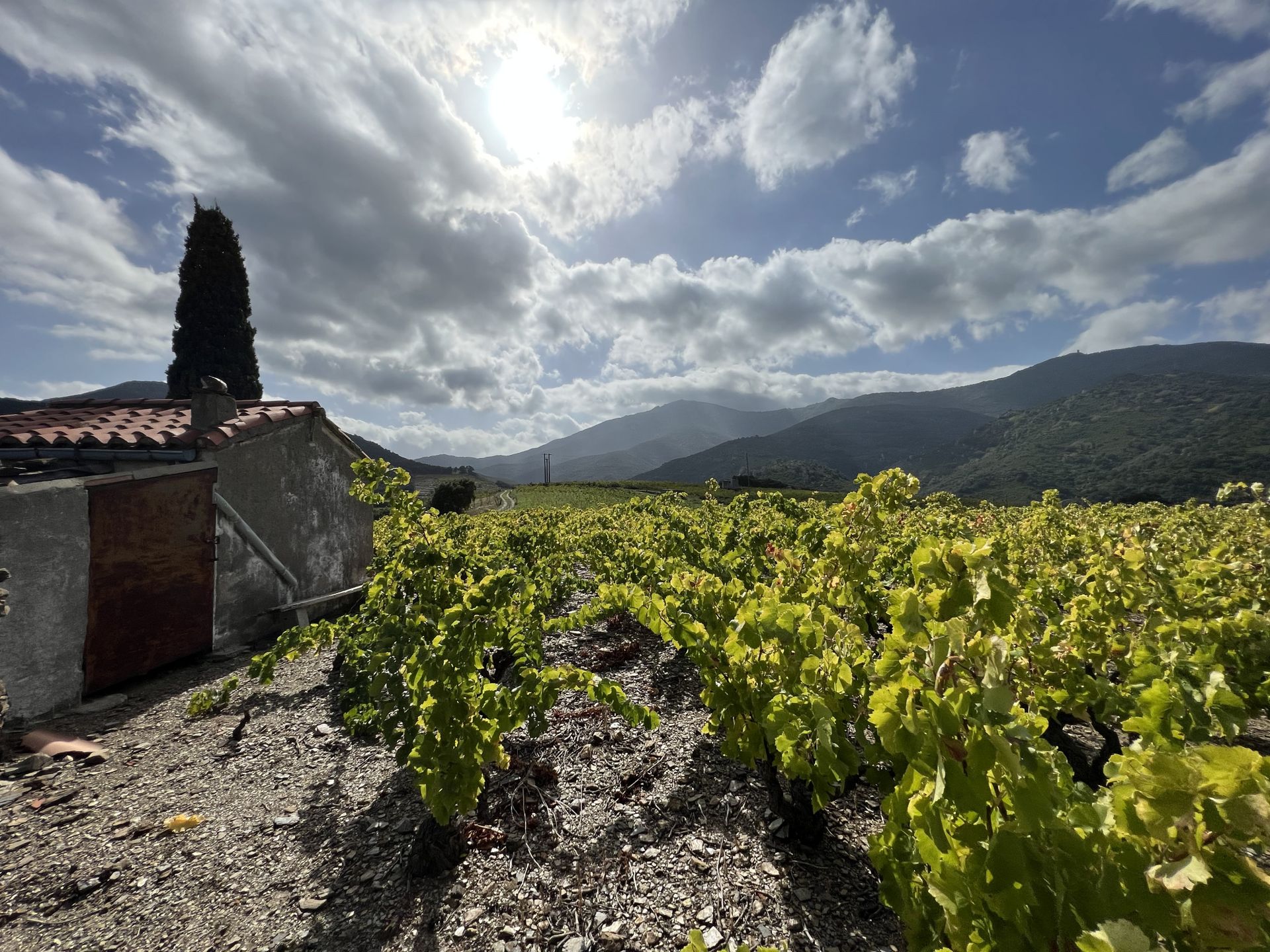 Hus i Collioure, Occitanie 11049517