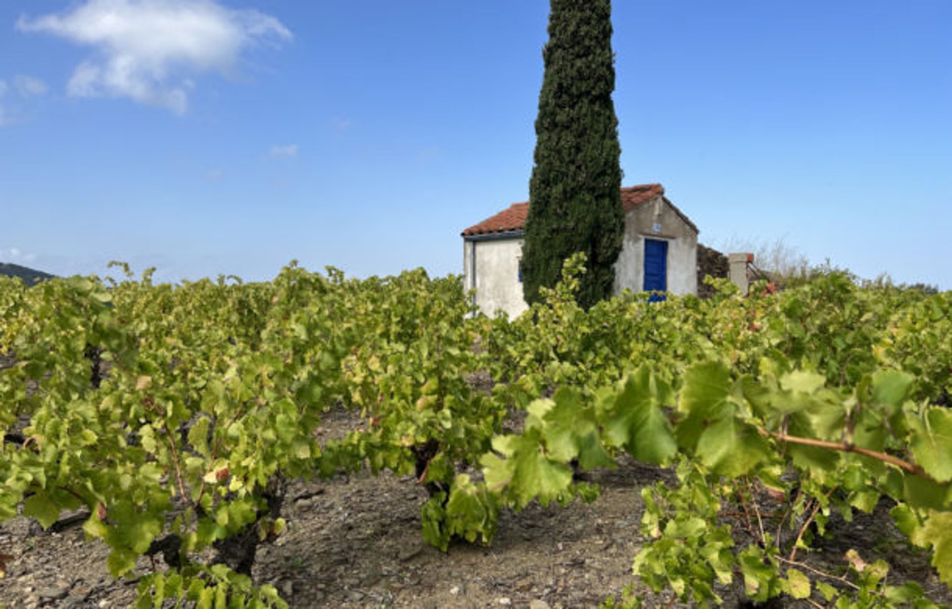 Hus i Collioure, Occitanie 11049517