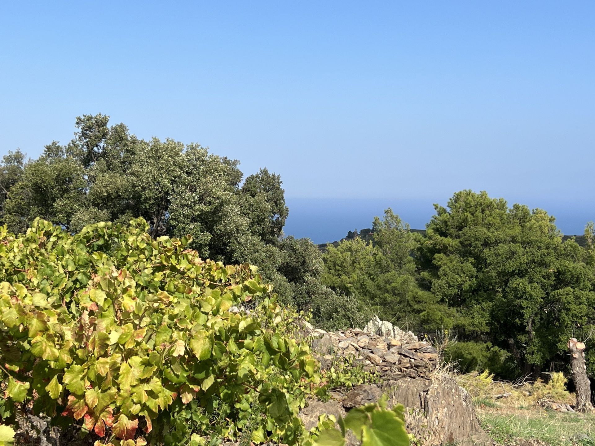 Hus i Collioure, Occitanie 11049517