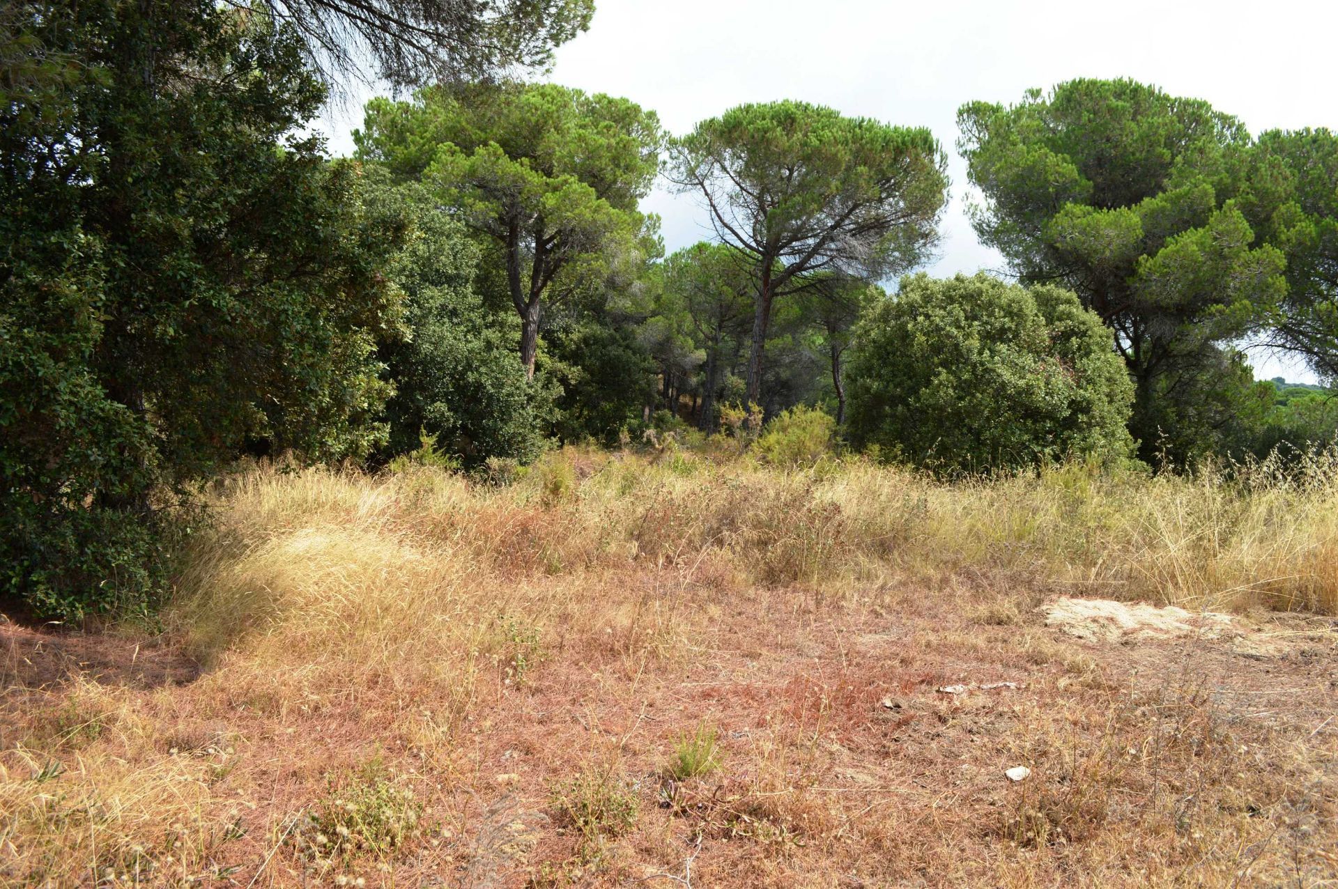 Другой в Sant Andreu de Llavaneres, Catalunya 11051336