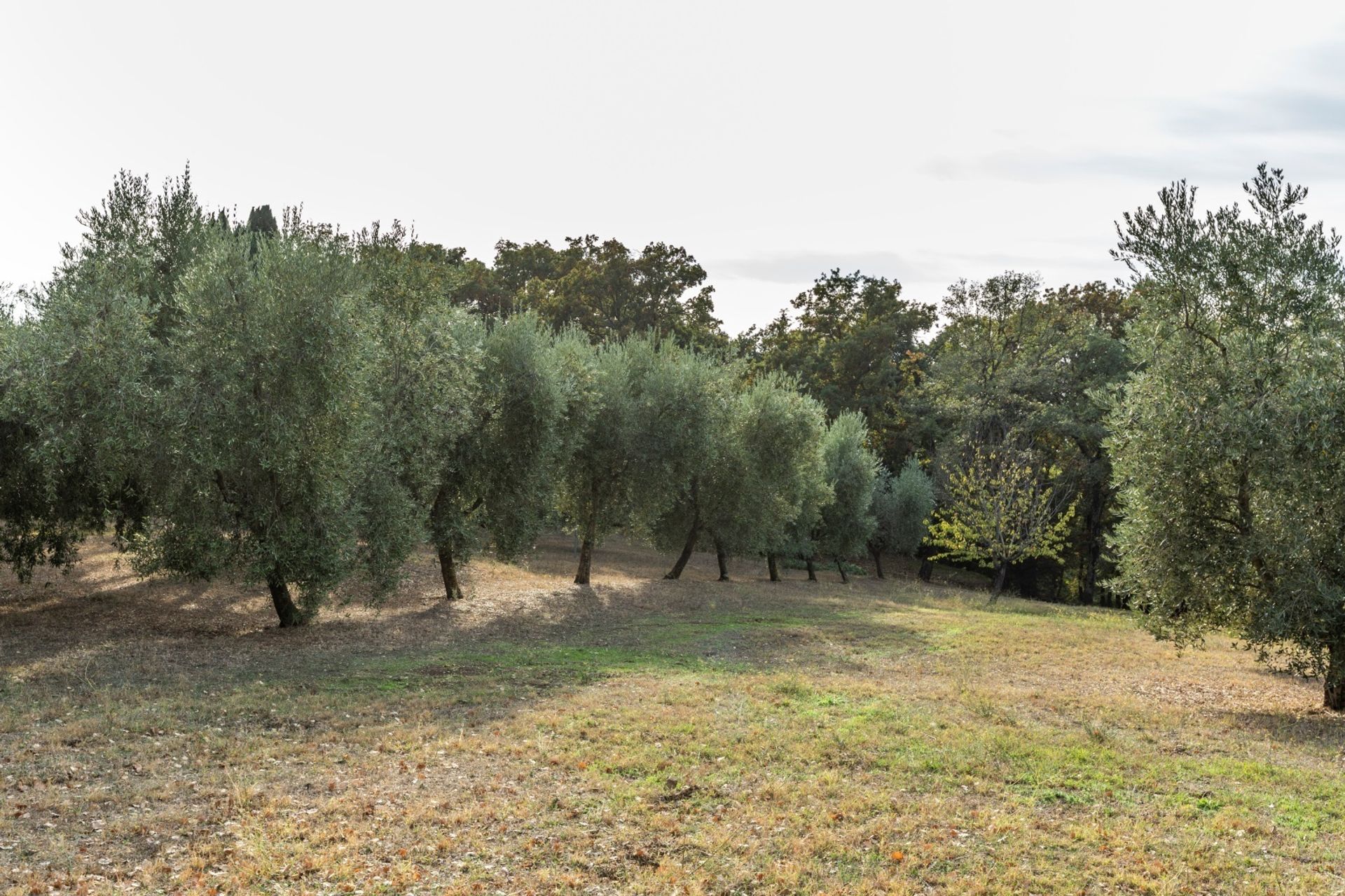 Hus i Magliano in Toscana, Tuscany 11051938