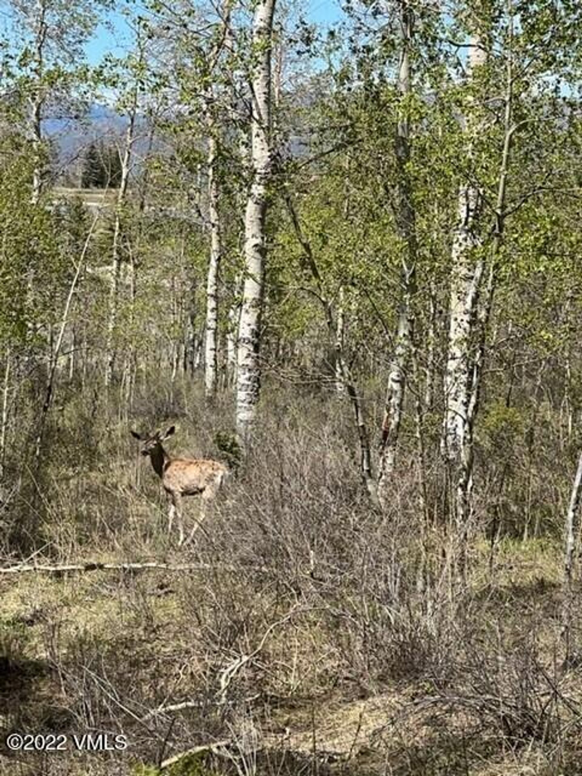 Terre dans , Colorado 11052249