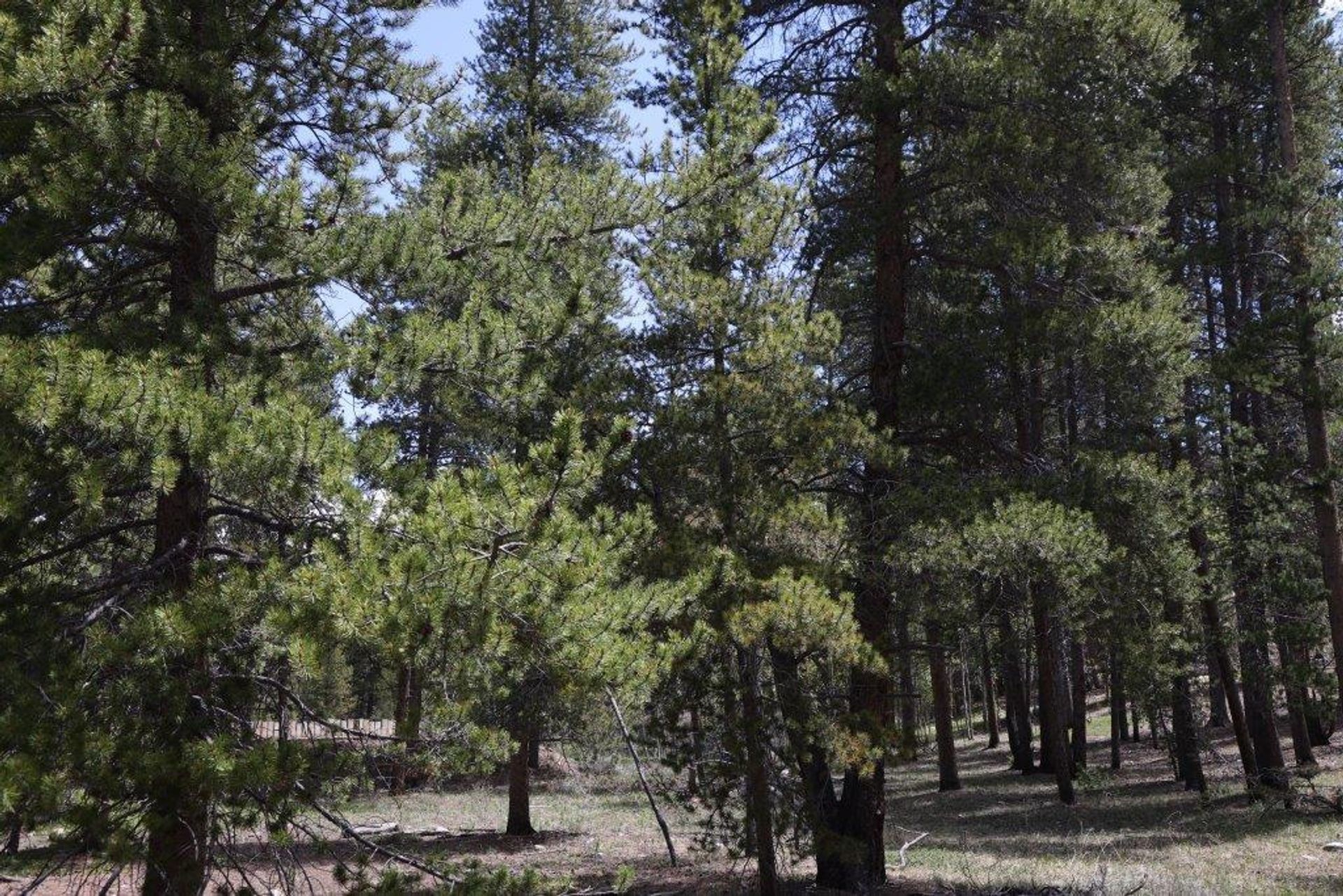 Wylądować w Leadville, Colorado 11052627