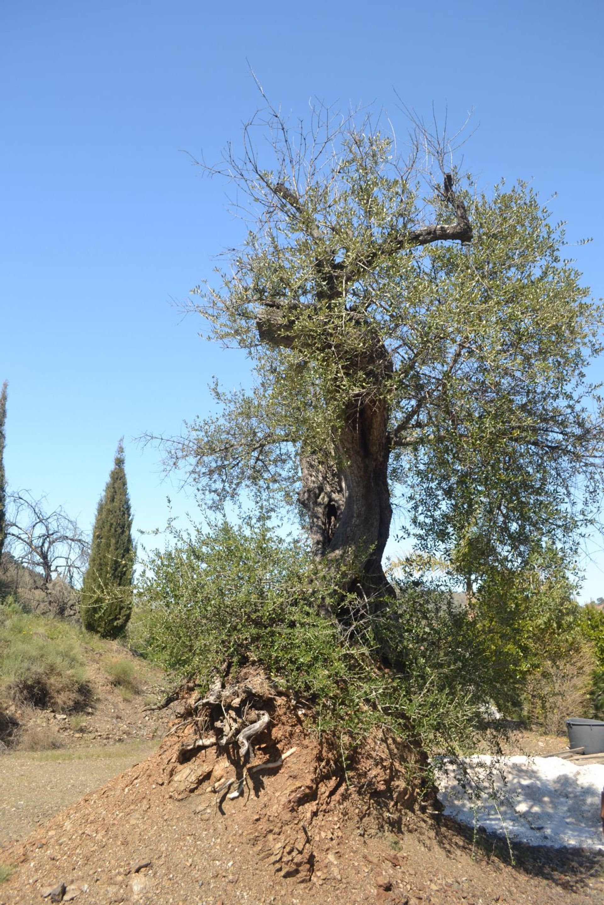 casa en Coín, Andalusia 11053143