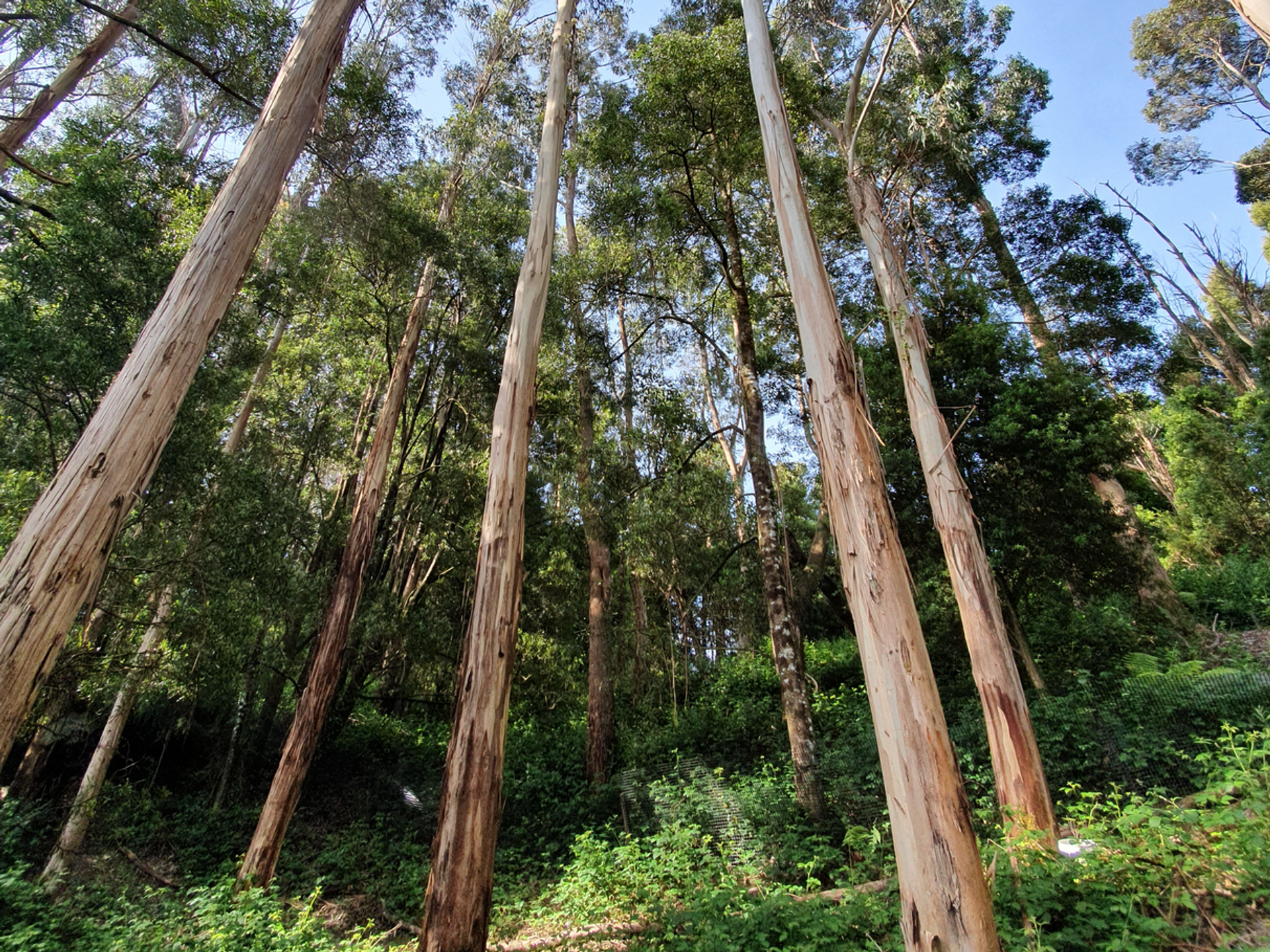 Maa sisään Lavers Hill, Victoria 11053345