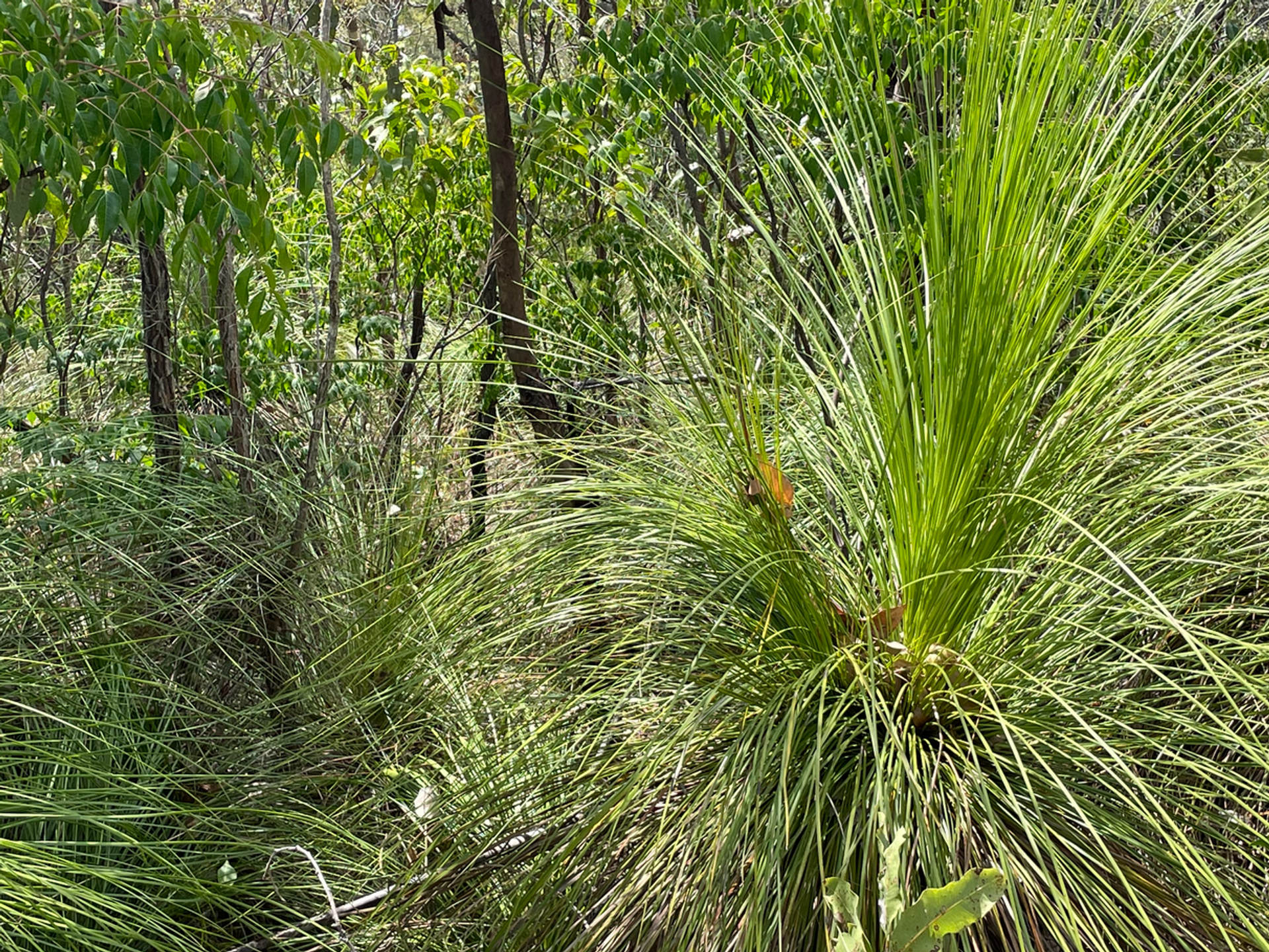 Tanah dalam Midge Point, Queensland 11053447