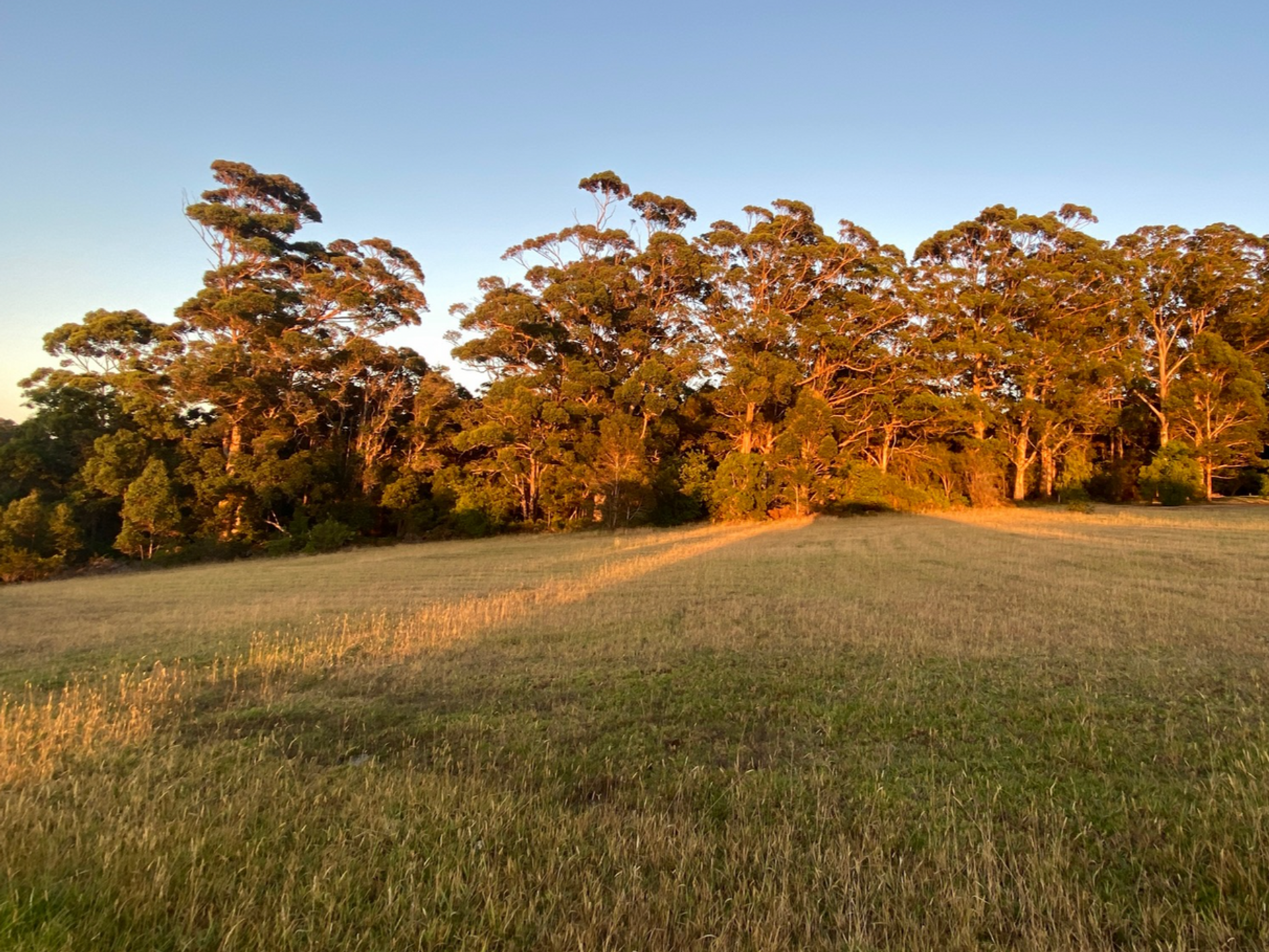 Land im Shadforth, Western Australia 11053623