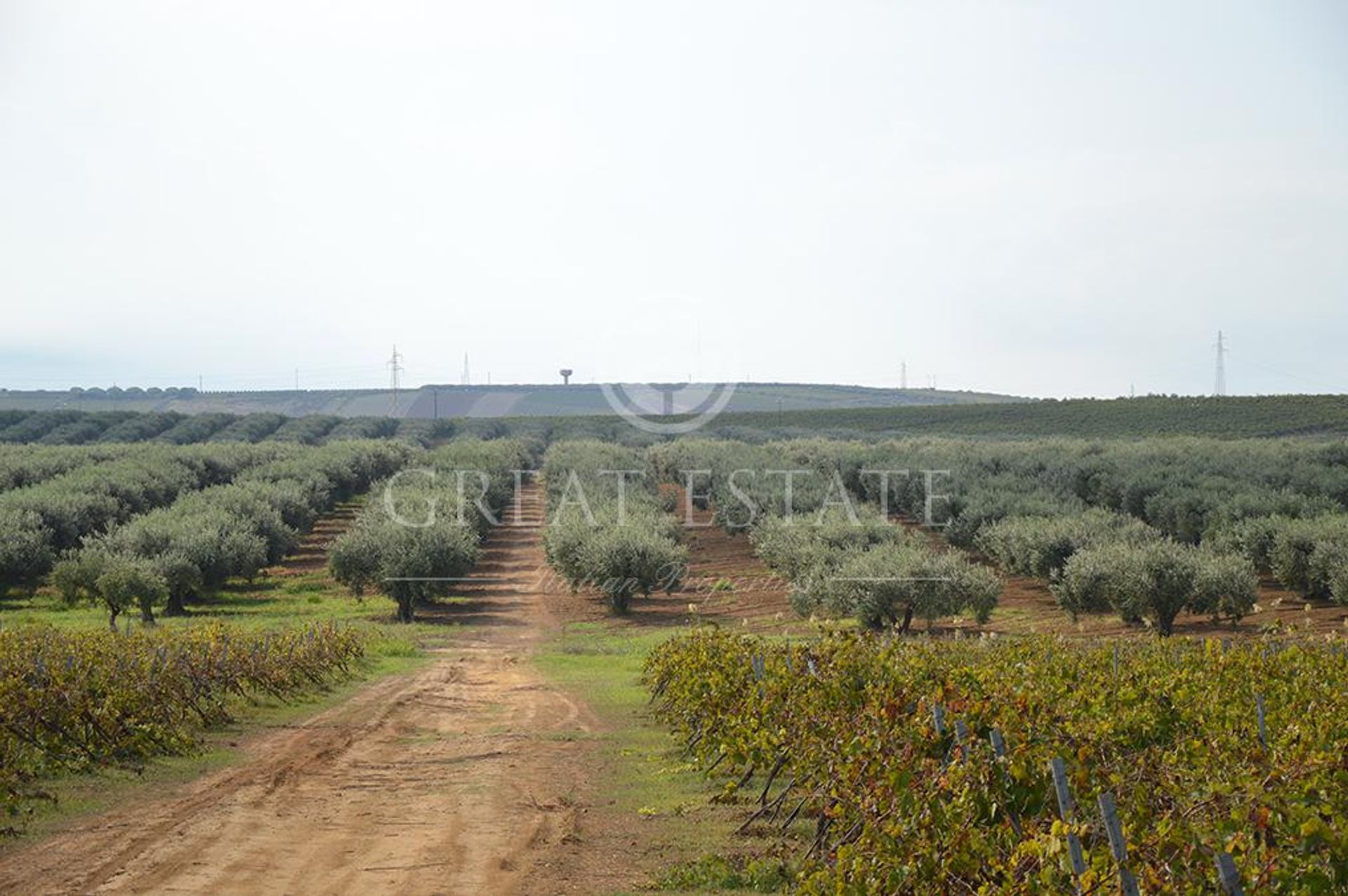 Annen i Castelvetrano, Sicily 11055904