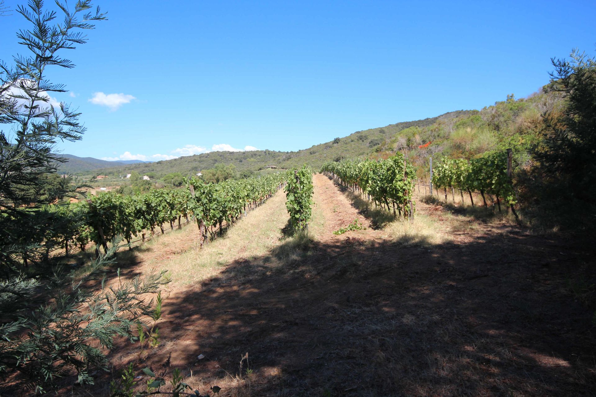 Будинок в Castiglione della Pescaia, Tuscany 11057943