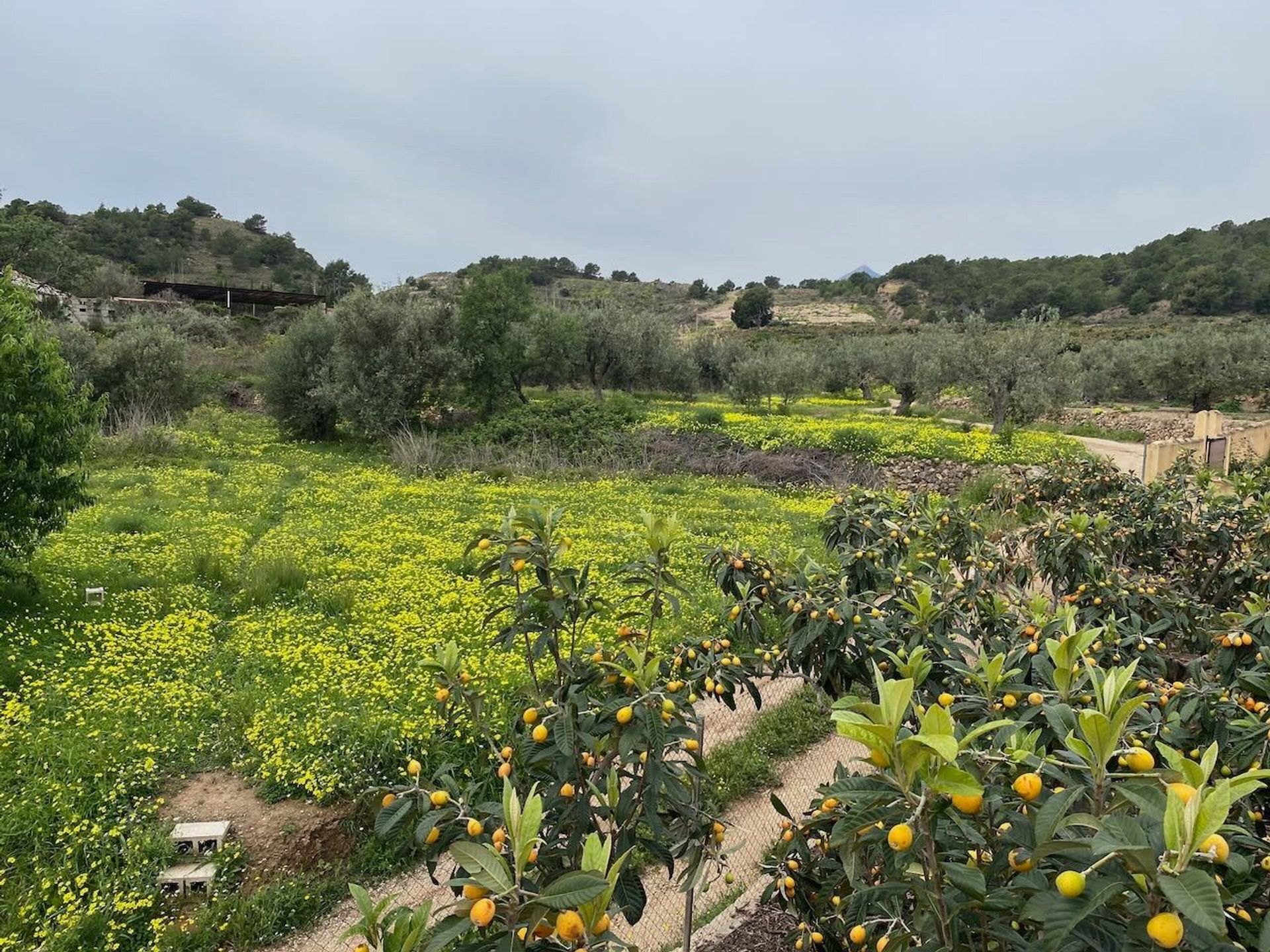 Annen i Altea, Valencian Community 11061111