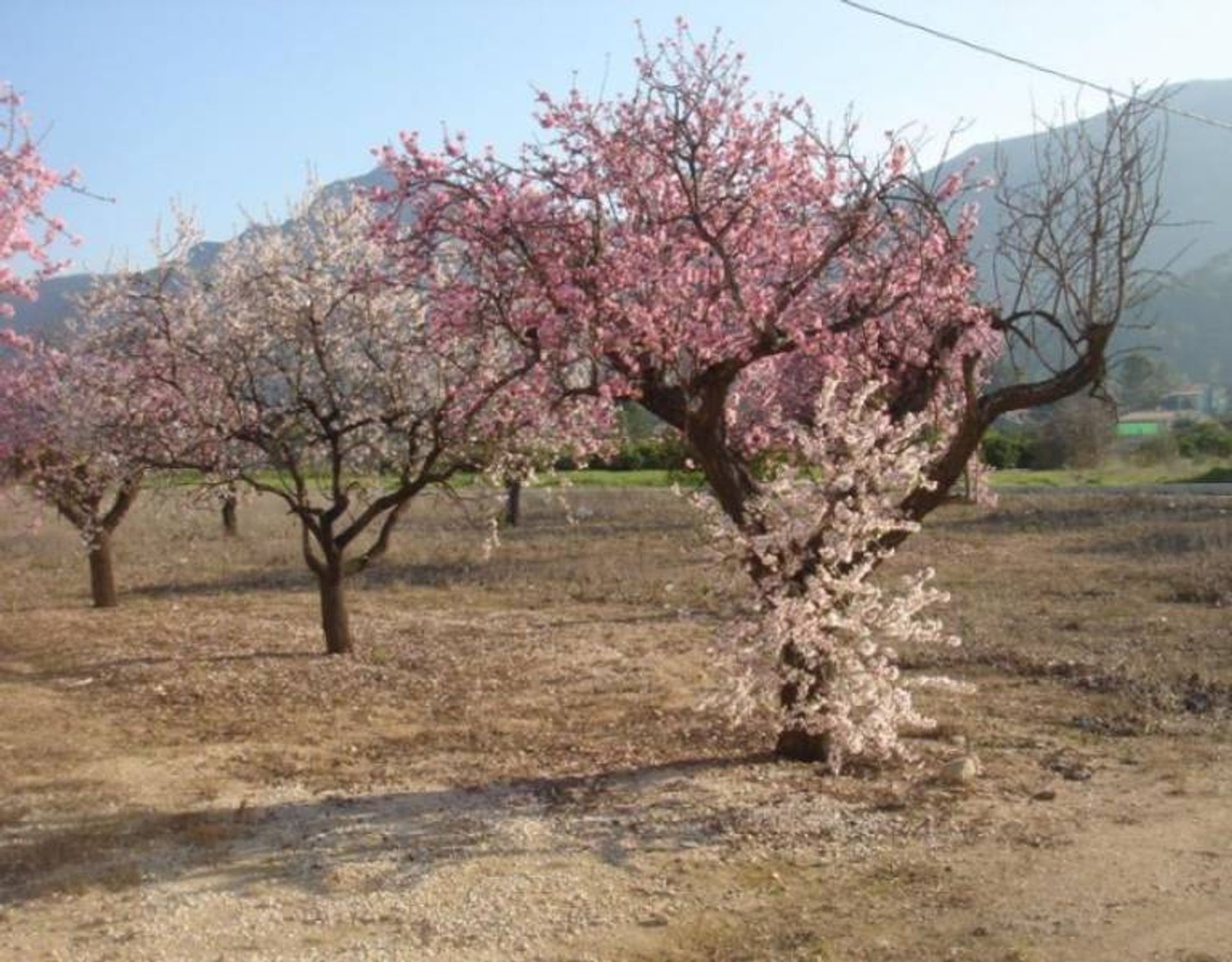 Land in Parcent, Valencian Community 11062339