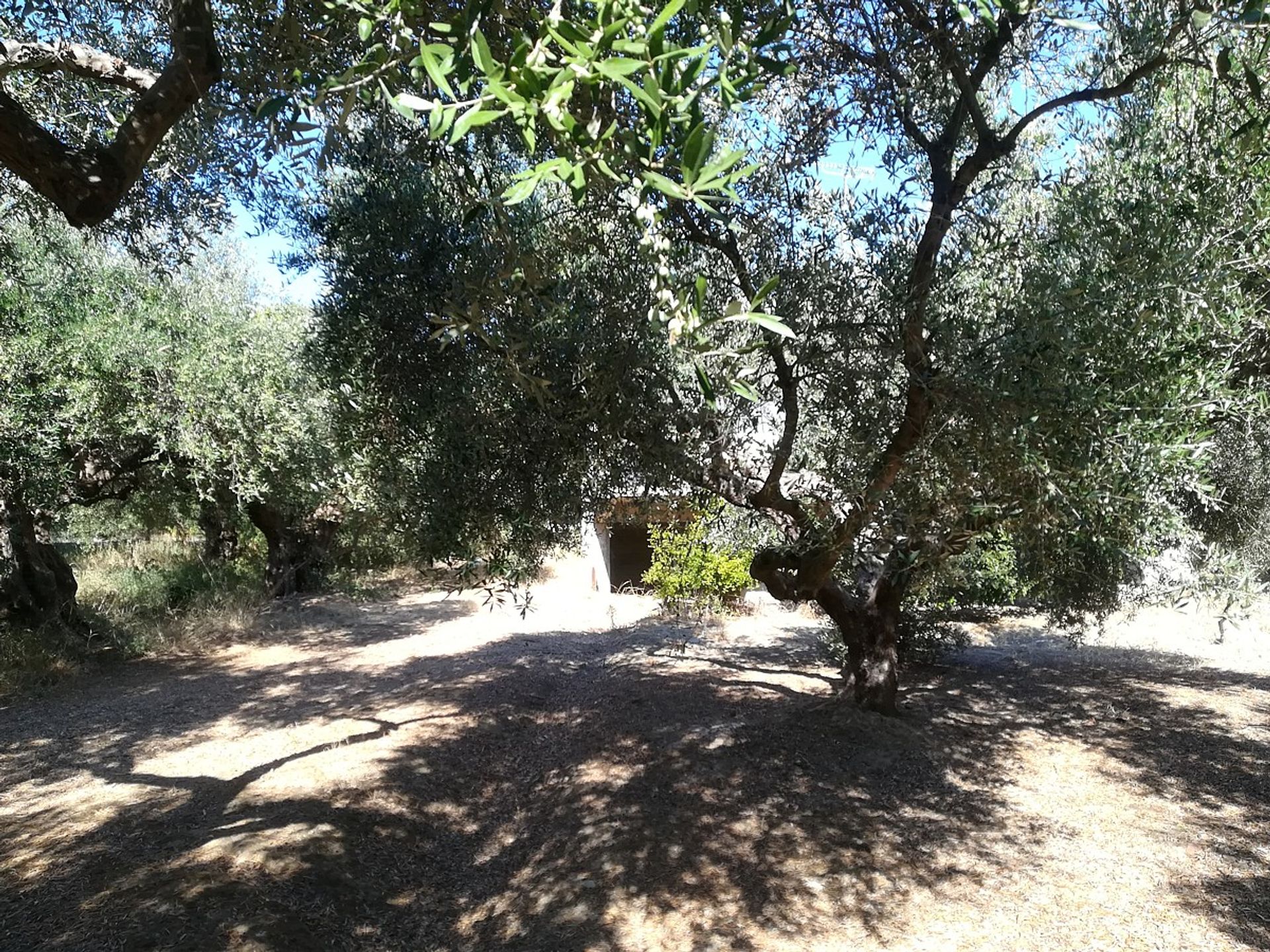 casa no Chania, Criti 11062994