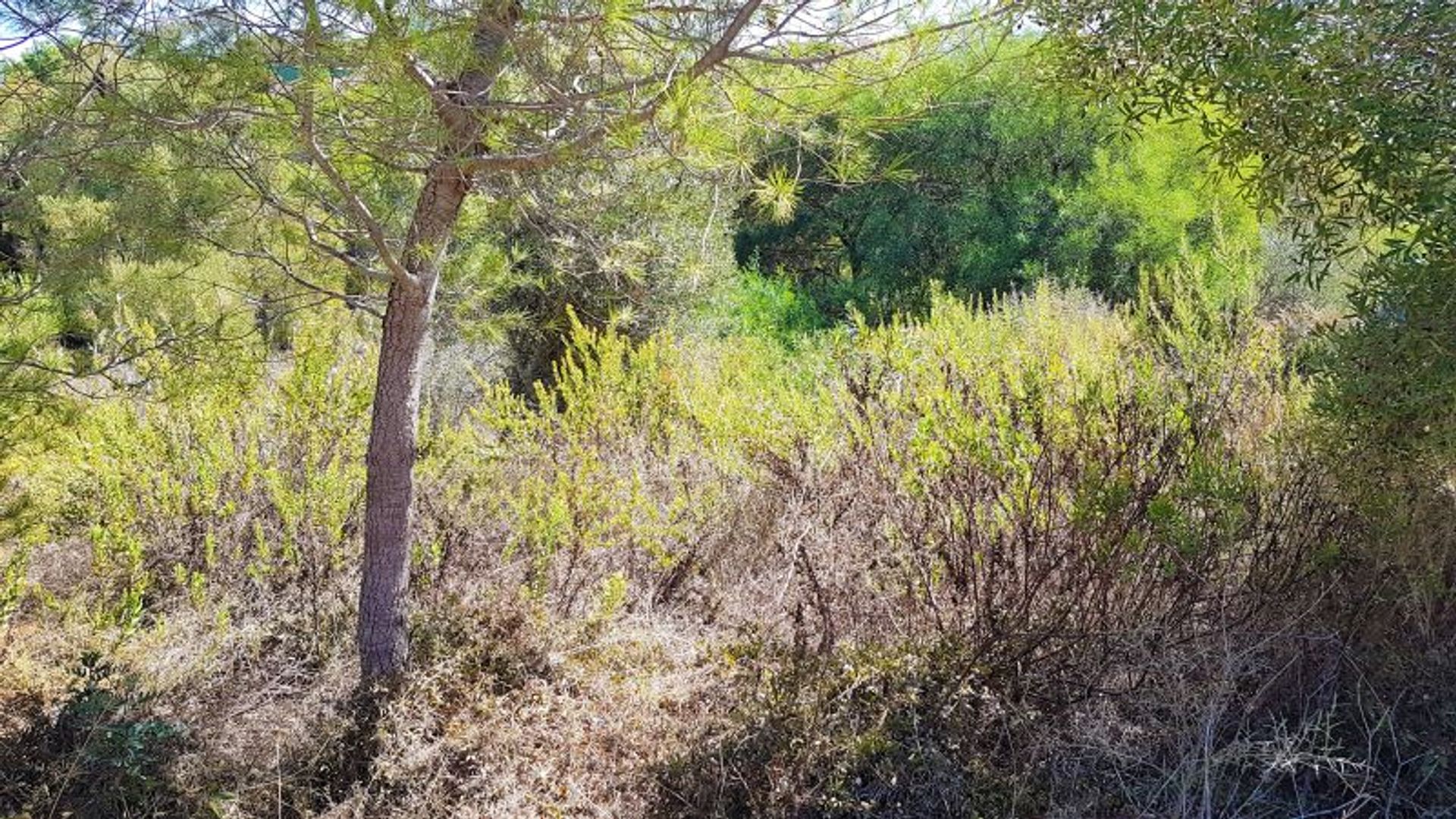 Maa sisään Guadiaro, Andalusia 11063469