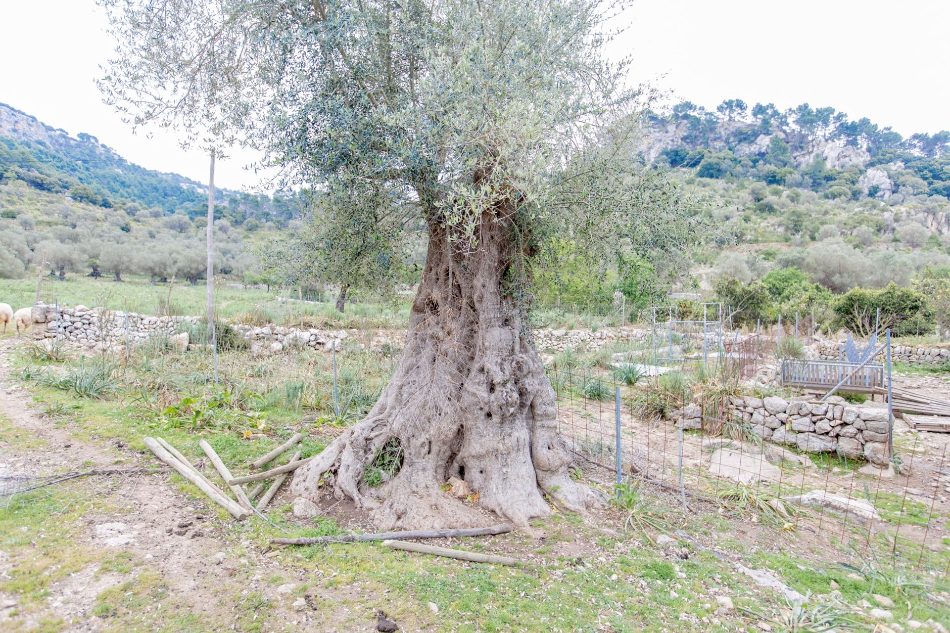 casa no Puigpunyent, Balearic Islands 11064762