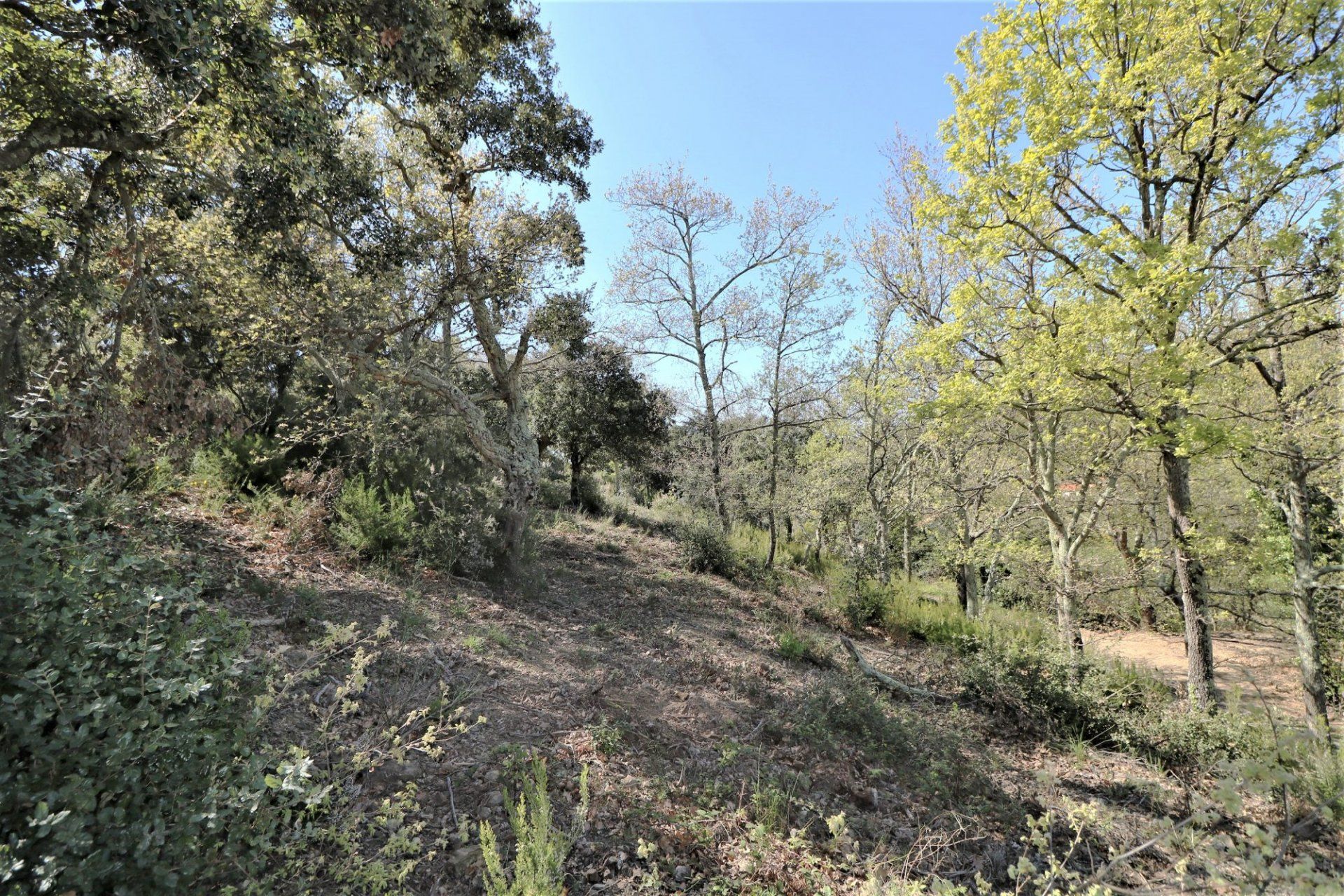 Land in Taillet, Pyrénées-Orientales 11066479