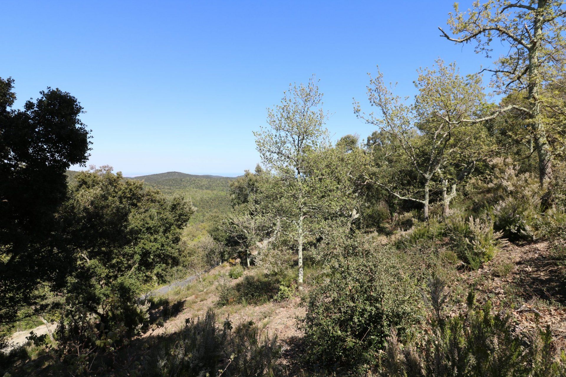 土地 在 Taillet, Pyrénées-Orientales 11066479