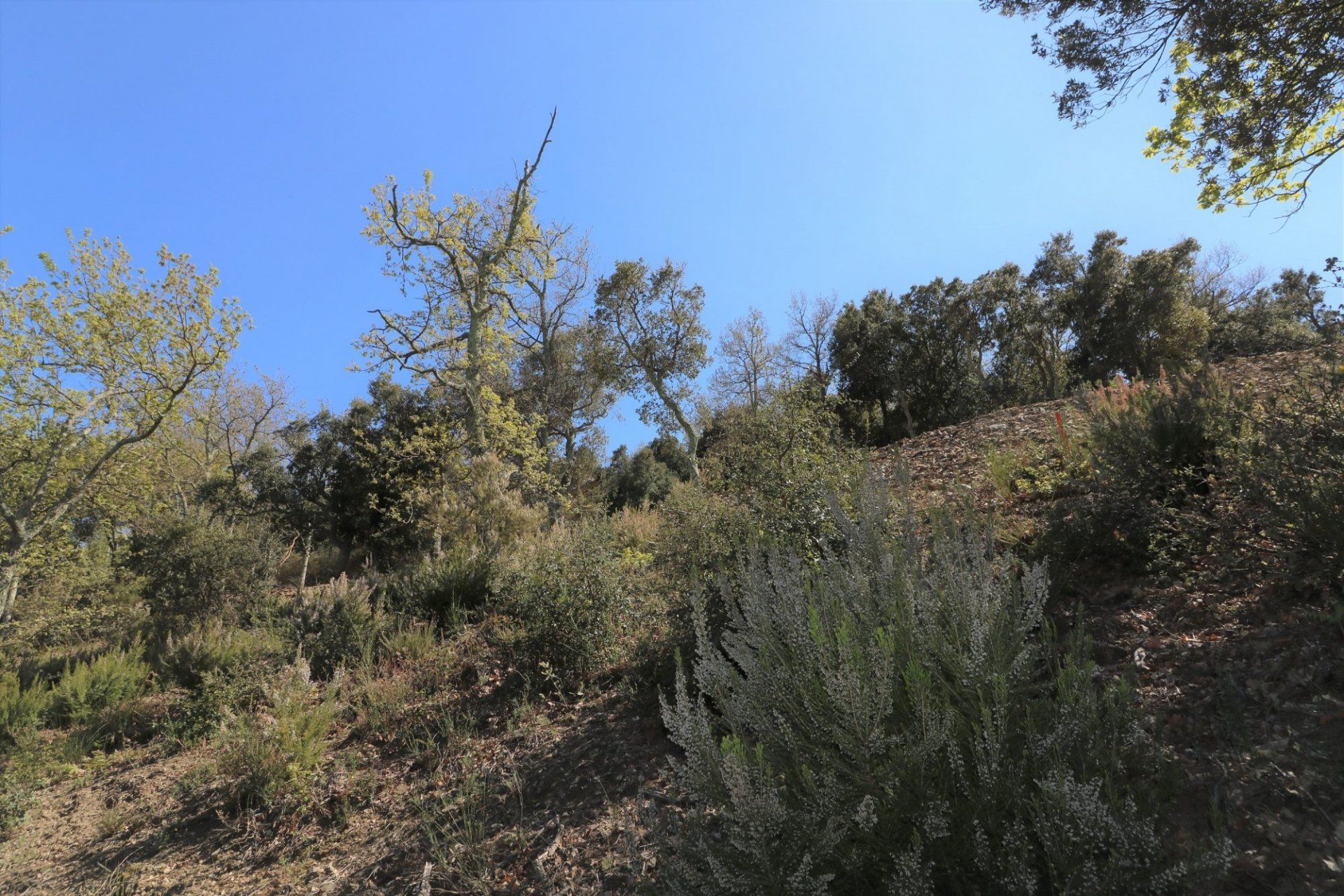 土地 在 Taillet, Pyrénées-Orientales 11066479