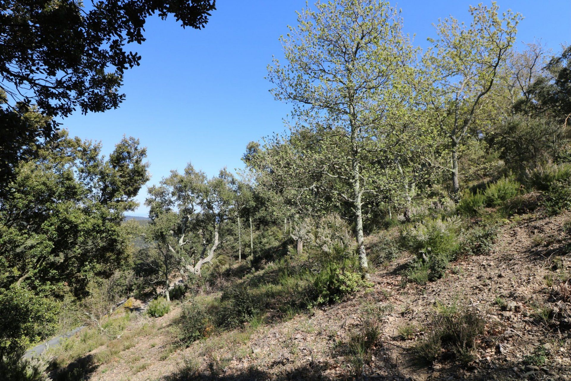 土地 在 Taillet, Pyrénées-Orientales 11066479