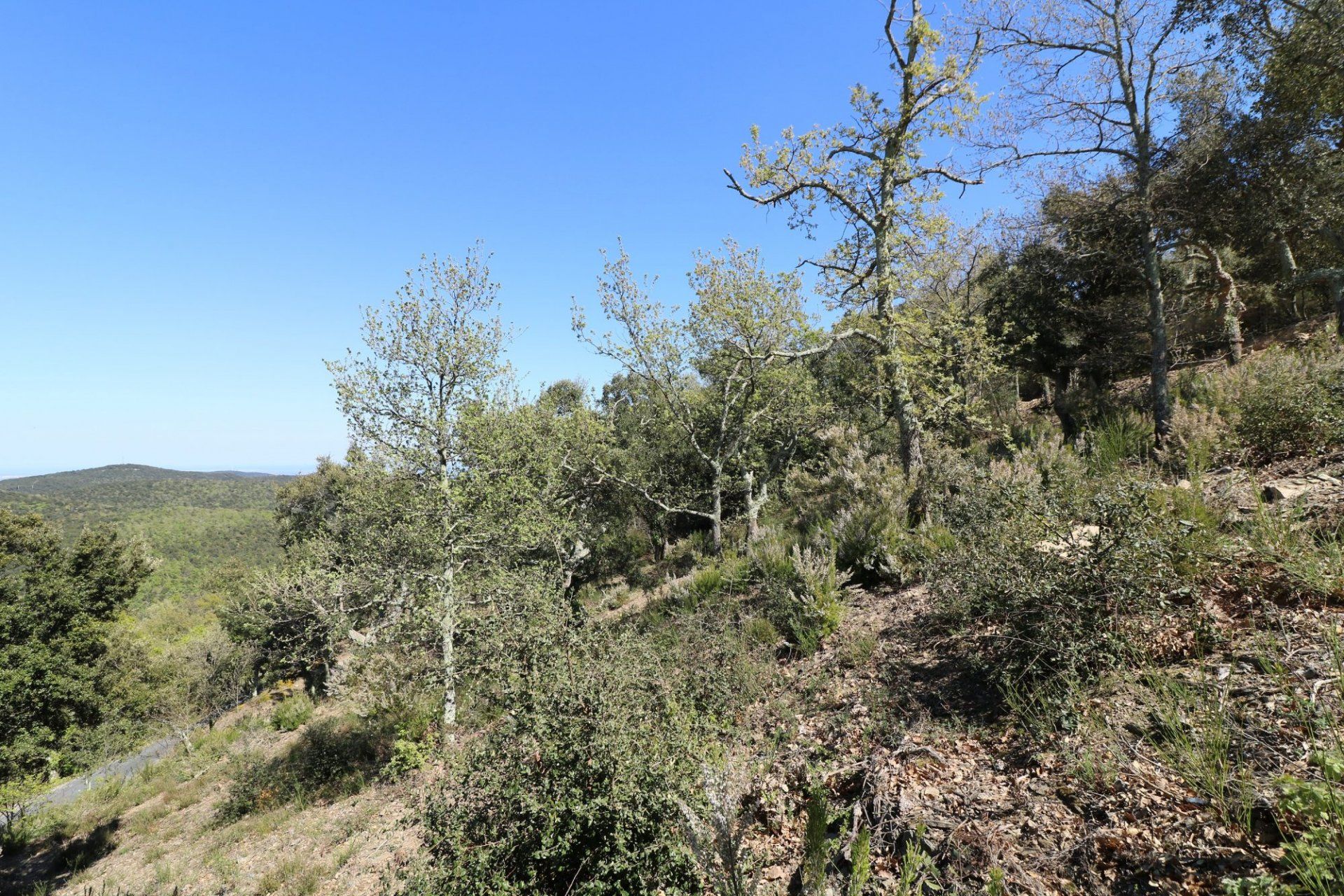 土地 在 Taillet, Pyrénées-Orientales 11066479