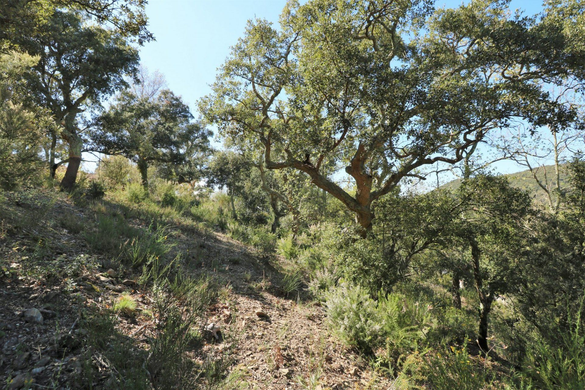 土地 在 Taillet, Pyrénées-Orientales 11066479