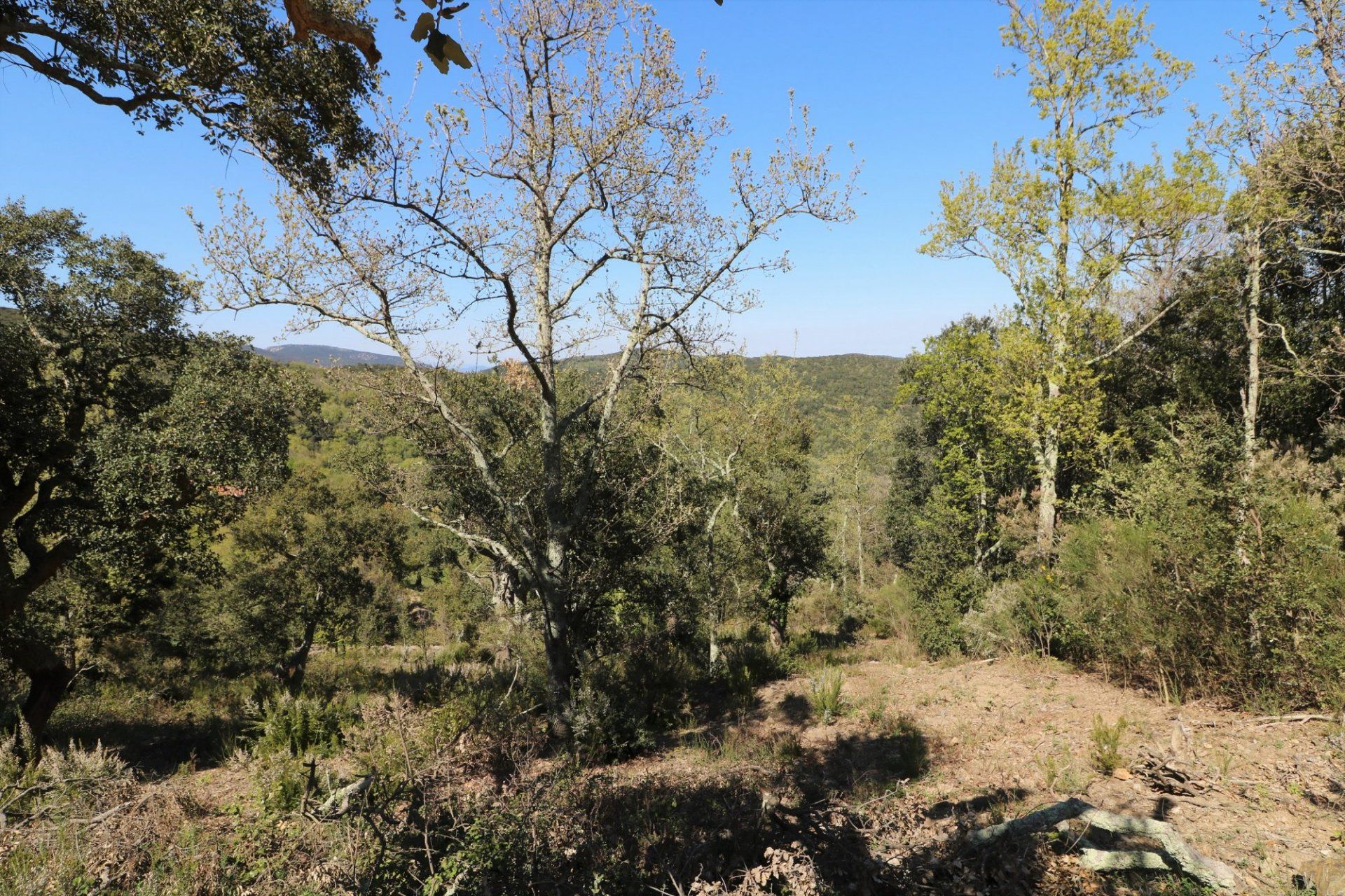 Tanah dalam Taillet, Pyrénées-Orientales 11066480