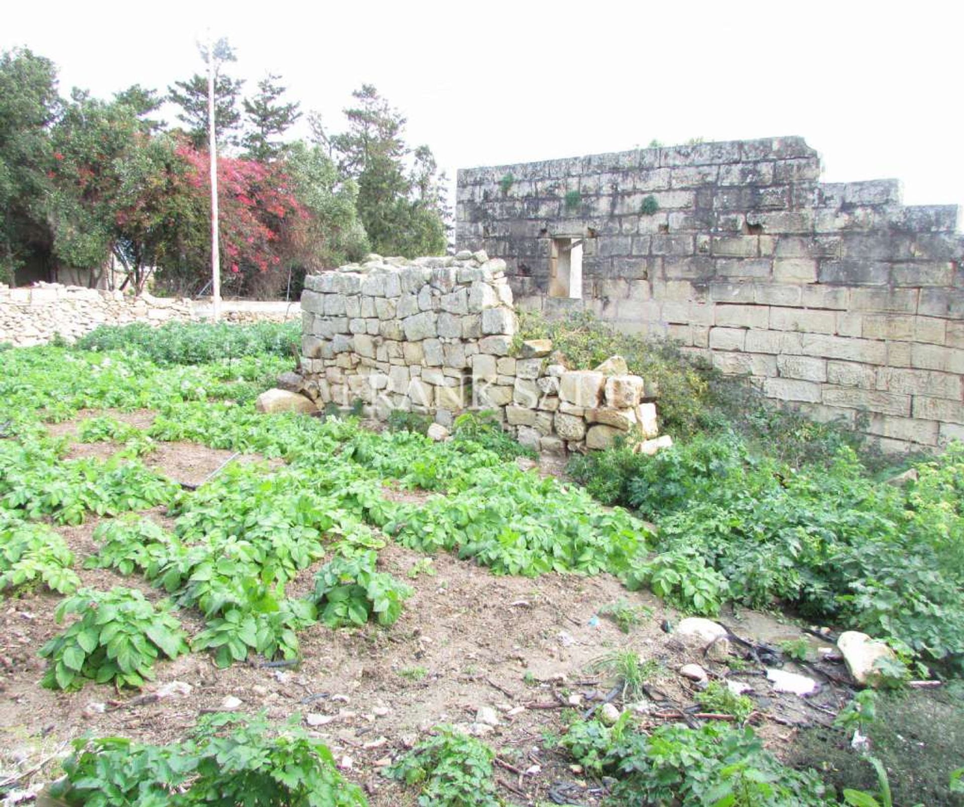 Hus i Zejtun, Zejtun 11069870