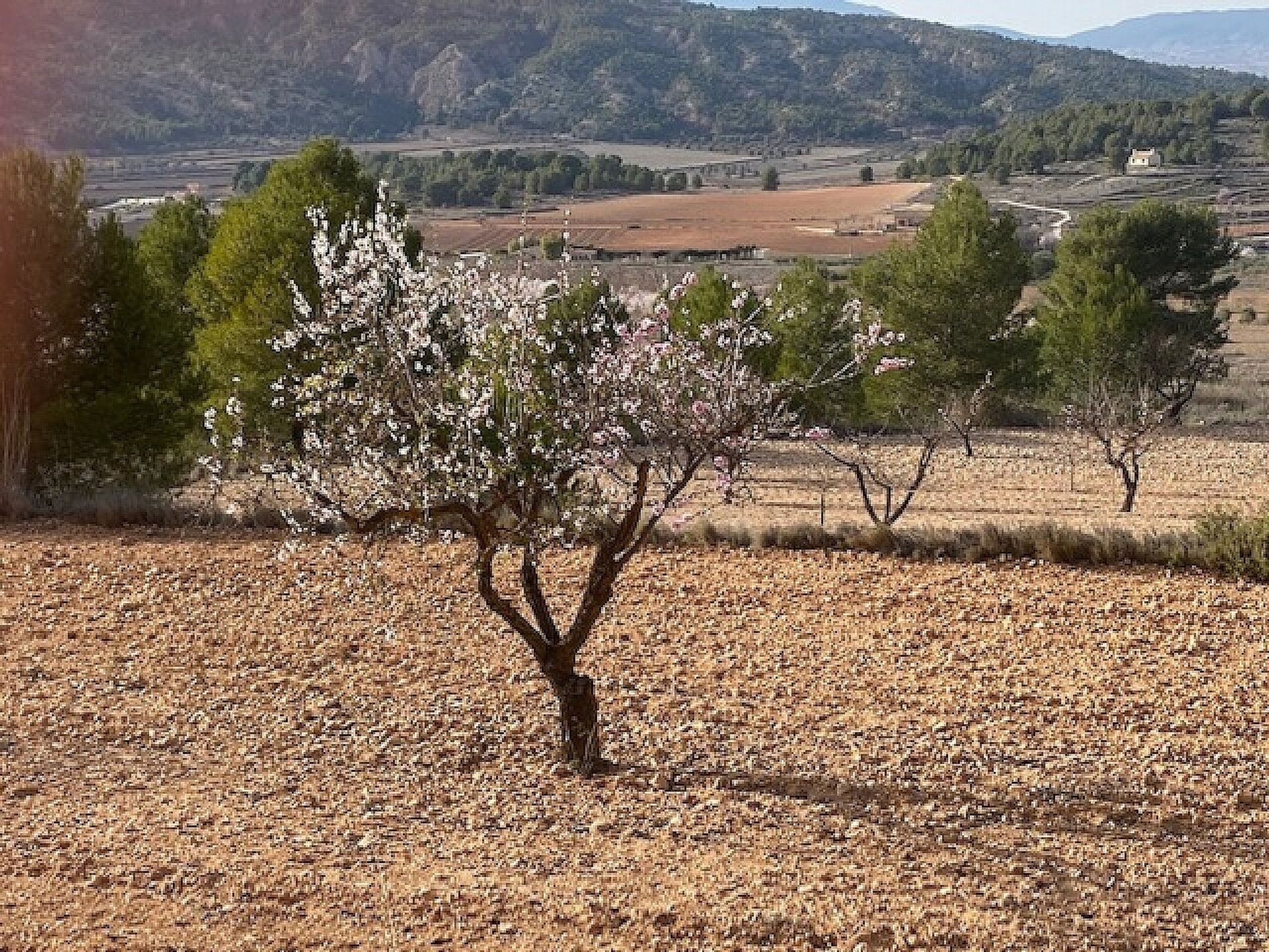 Terre dans Pinoso, Valence 11072188