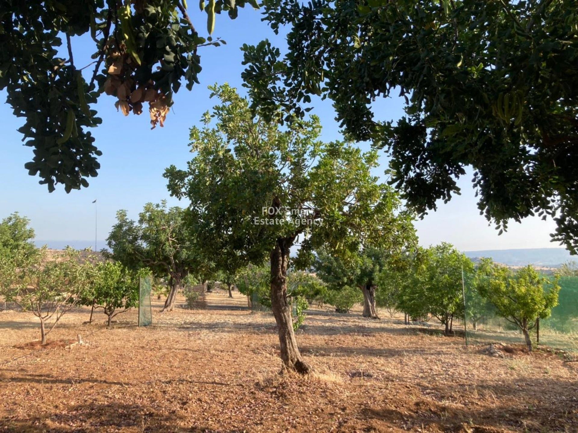 Terre dans Pampoula, Lémésos 11075158