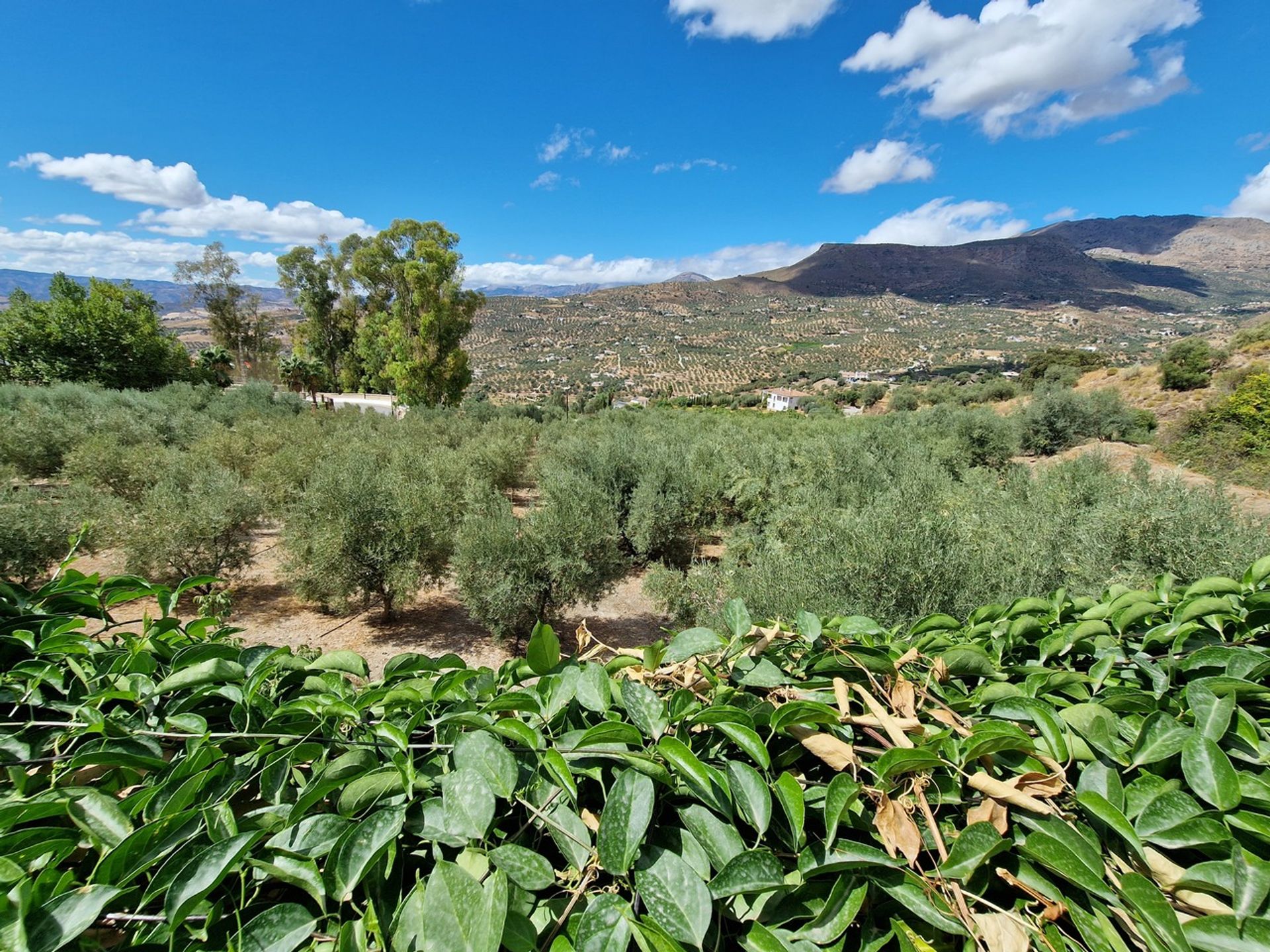 Talo sisään Alcaucín, Andalucía 11075714