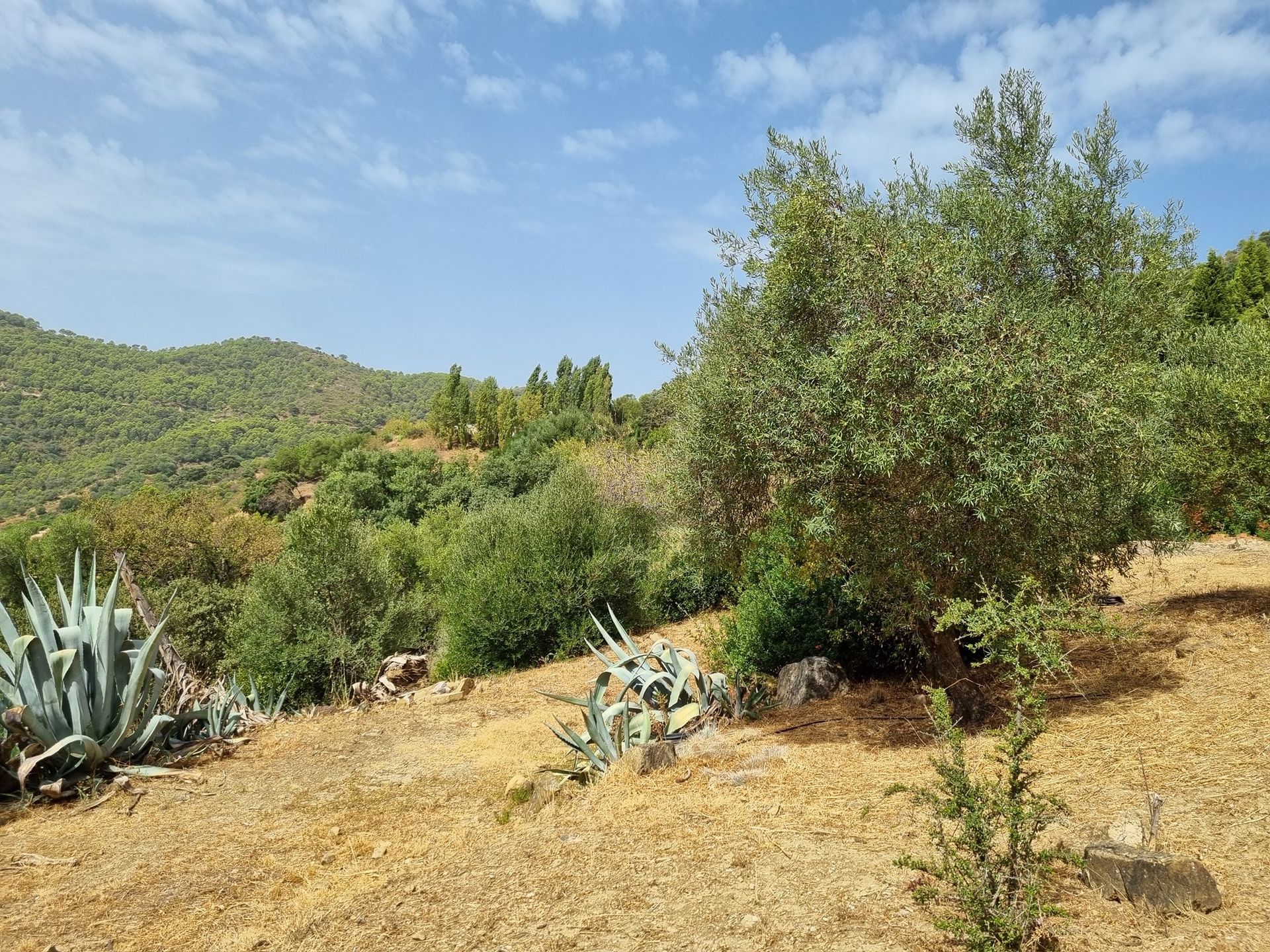 жилой дом в Gaucín, Andalucía 11075890