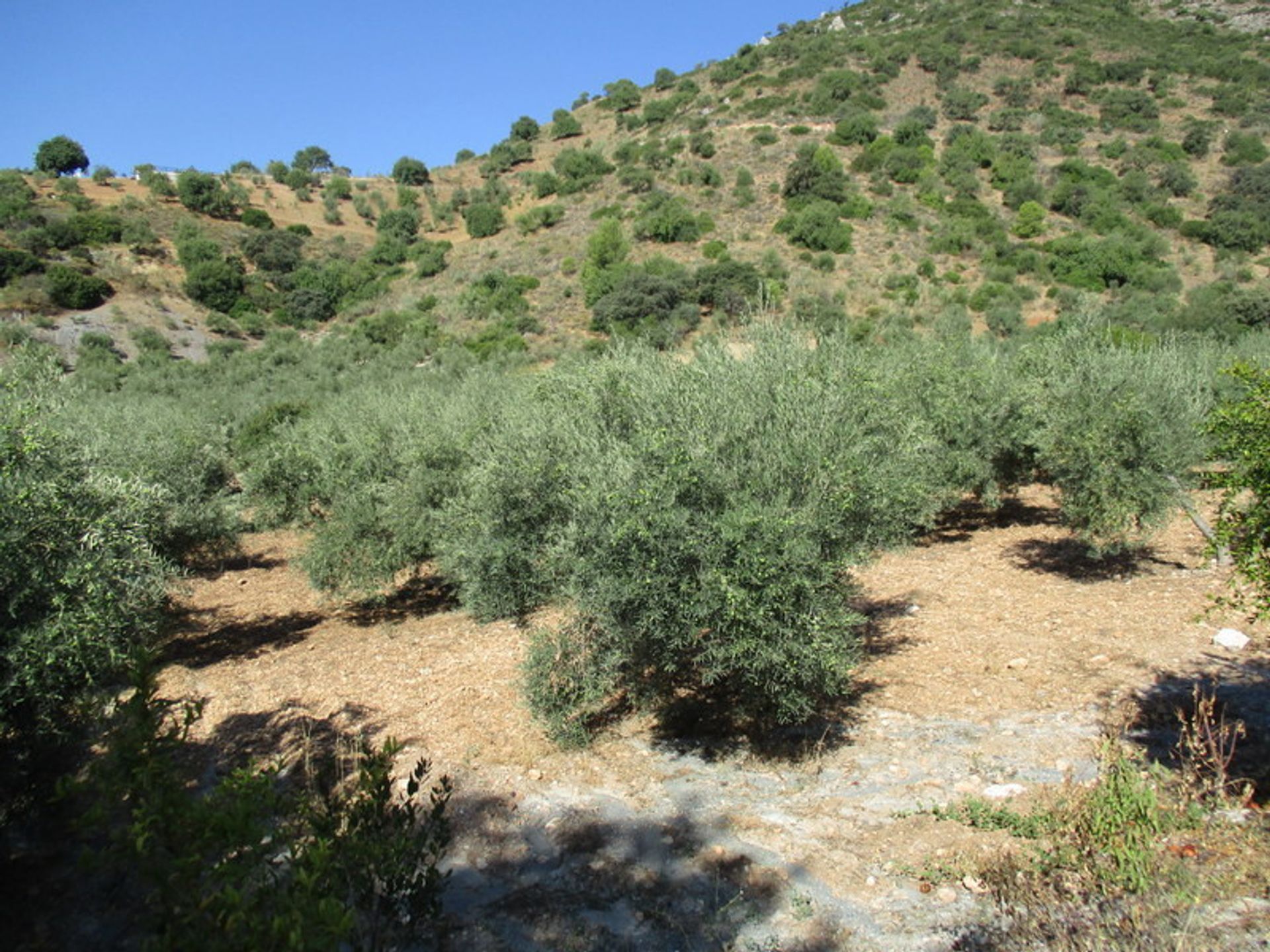 Talo sisään , Andalucía 11078165