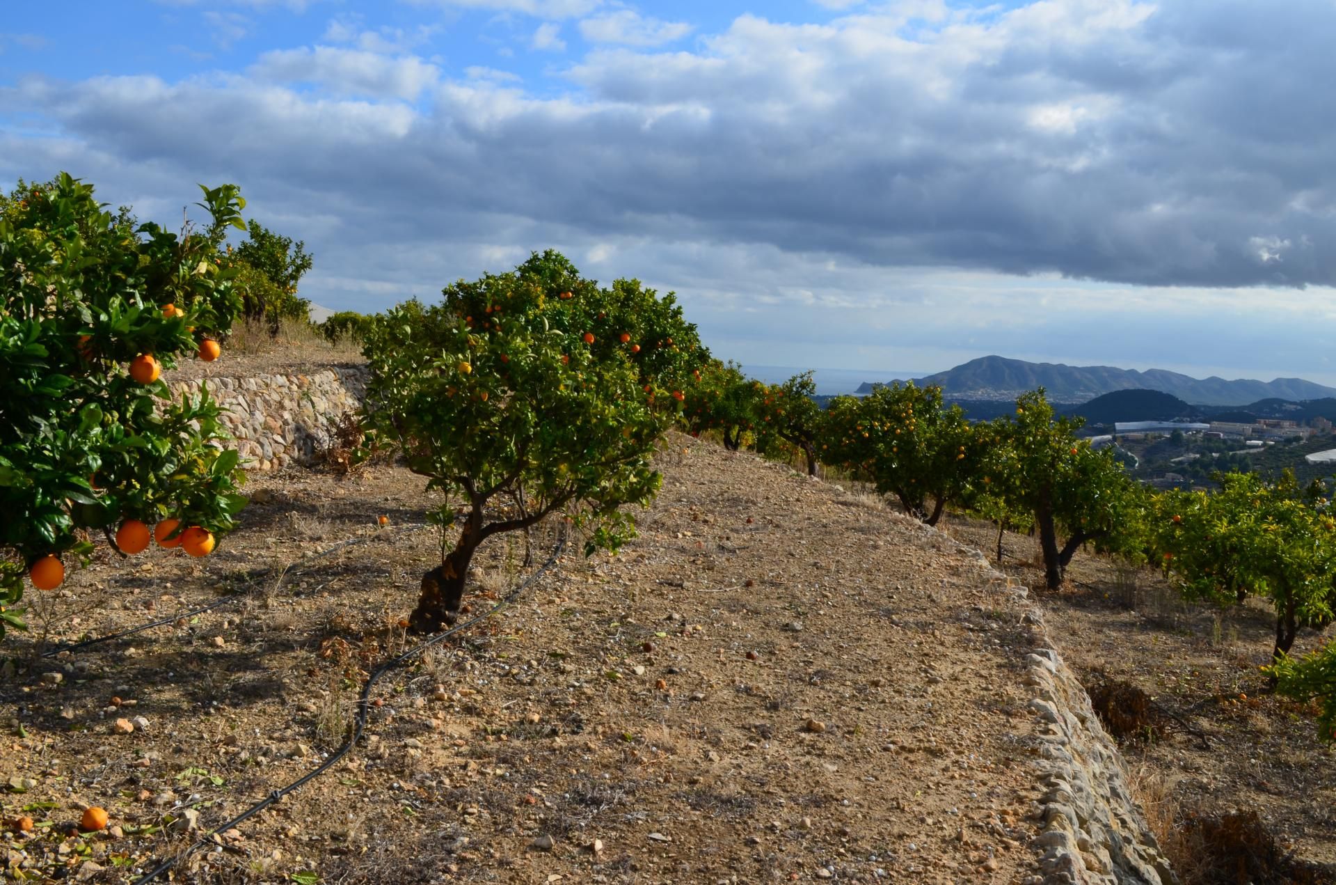 Tierra en Bolulla, Comunidad Valenciana 11078482