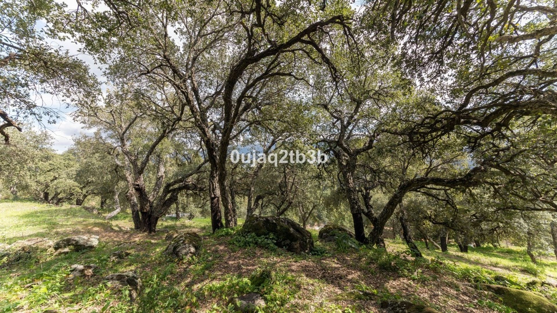 σπίτι σε Cortes de la Frontera, Andalucía 11079310