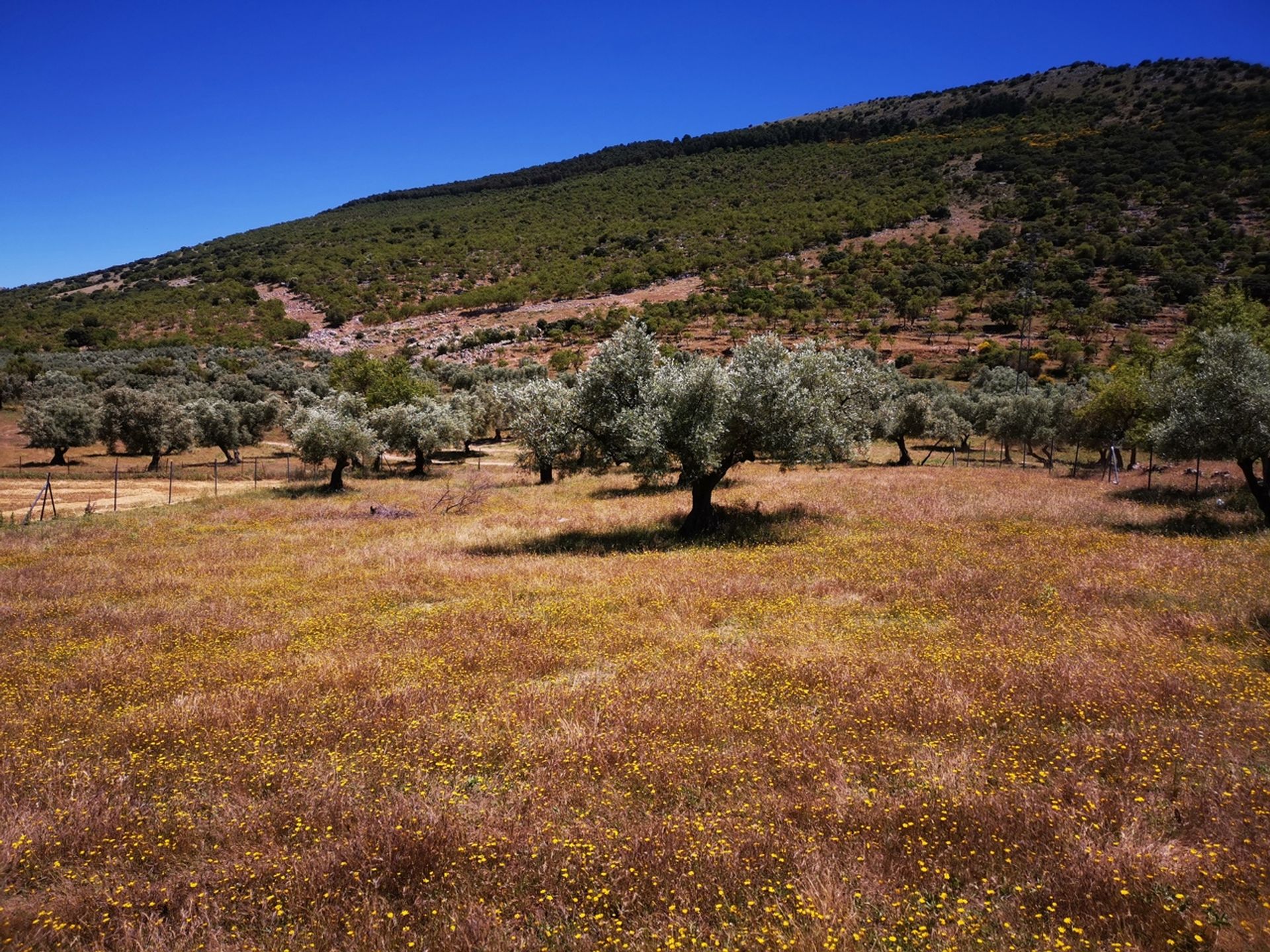 Tierra en Periana, Andalucía 11079675