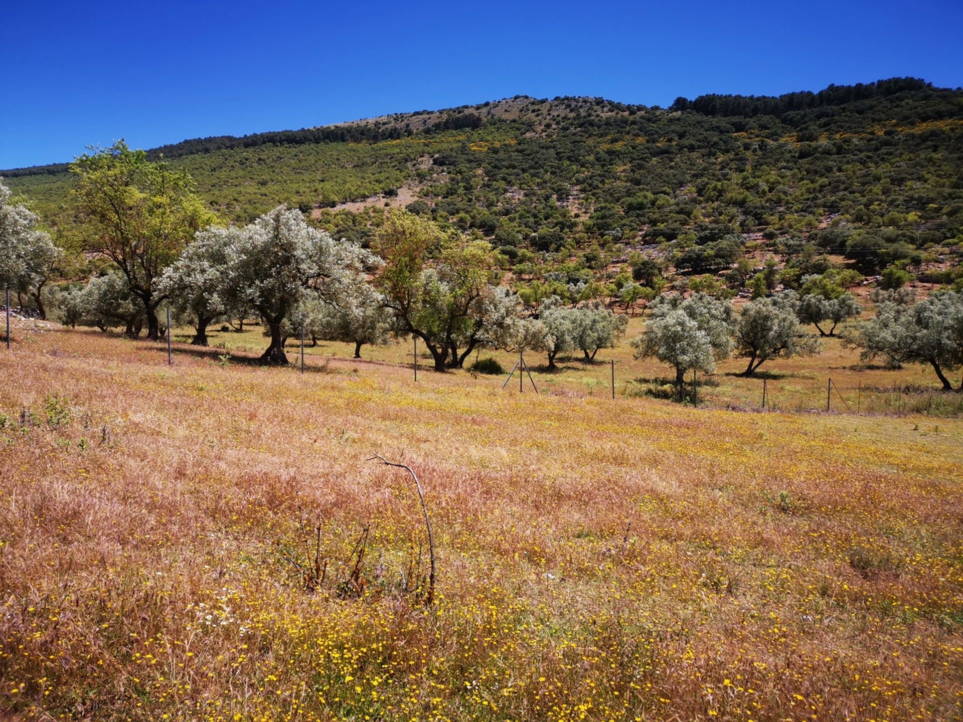 Земельные участки в Periana, Andalucía 11079675