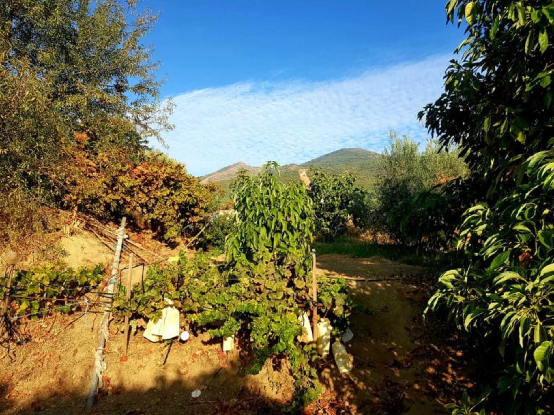 casa en Alhaurín el Grande, Andalucía 11083028