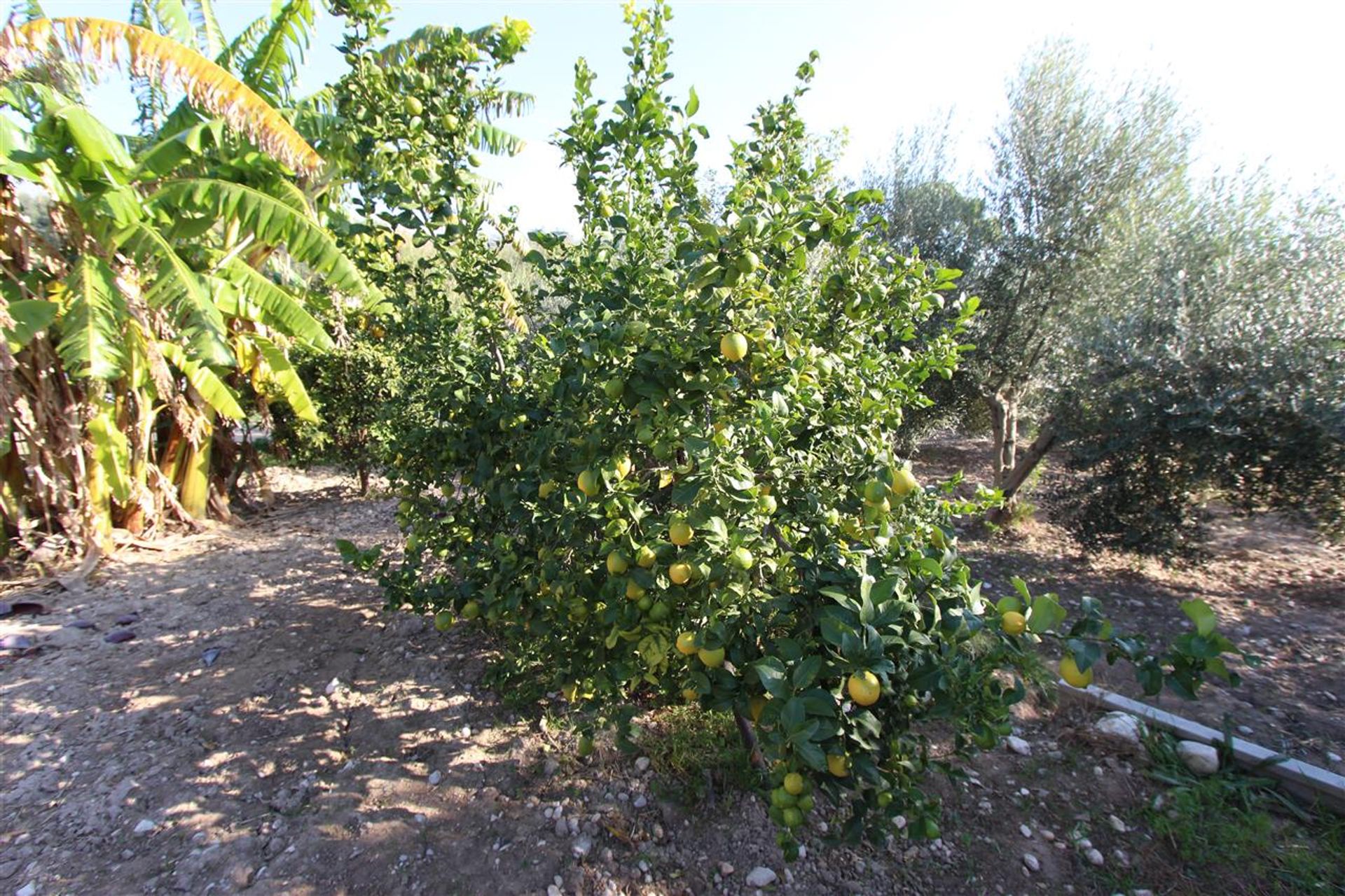 House in , Valencian Community 11091293