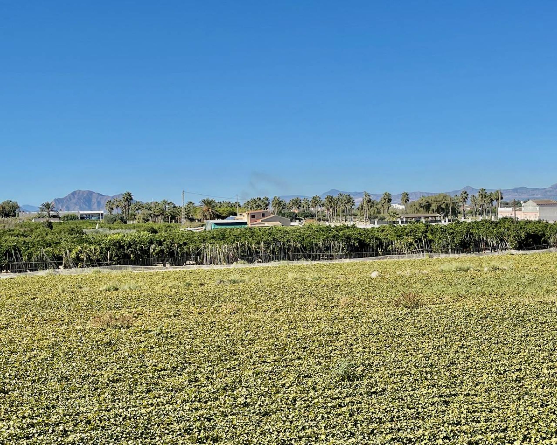 Haus im Guardamar del Segura, Comunidad Valenciana 11093259