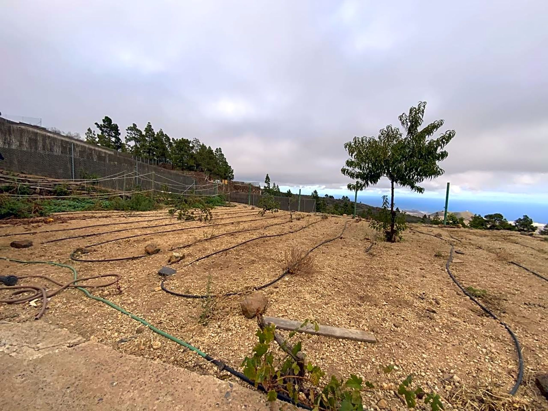 loger dans Arico Viejo, Canarias 11109900